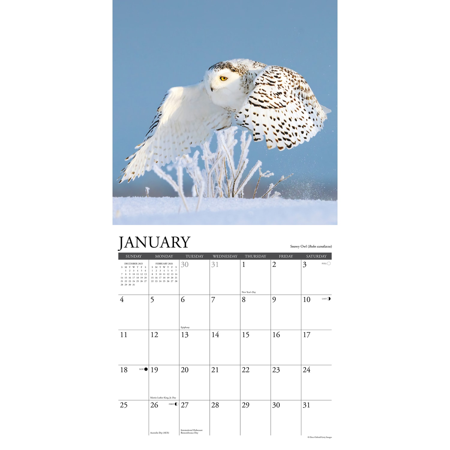 2026 Willow Creek Press Animals Monthly Wall Calendar, 12in x 12in, Owls, January To December, 52266 - Image 3