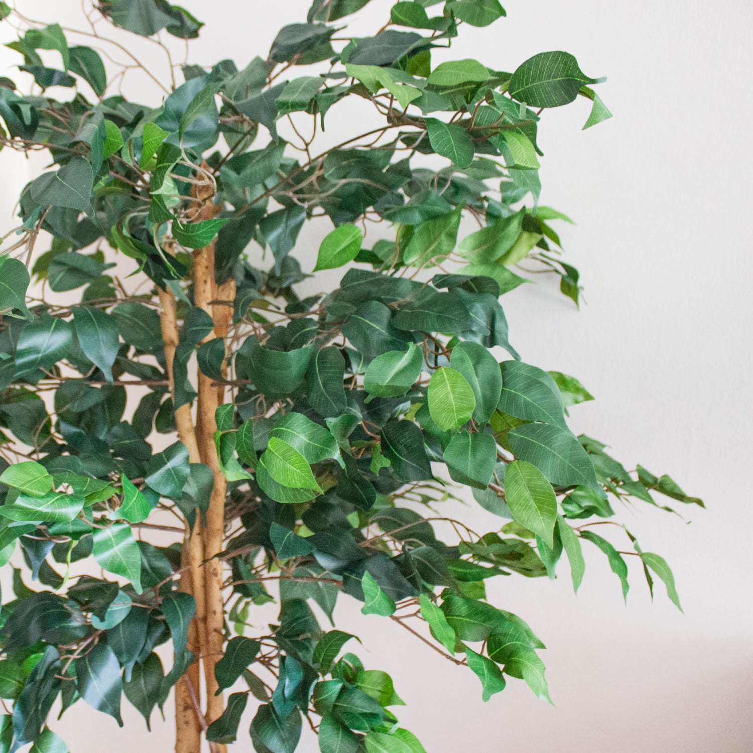 Nearly Natural 5ftH Artificial Ficus Tree With Pot, Green/Black - Image 4