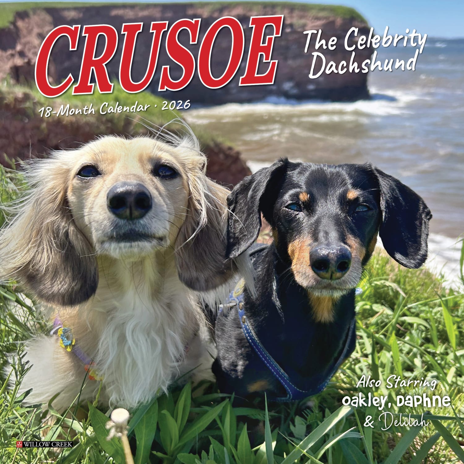 2026 Willow Creek Press Monthly Mini Wall Calendar, 7in x 7in, Crusoe the Celebrity Dachshund, January To December, 53539