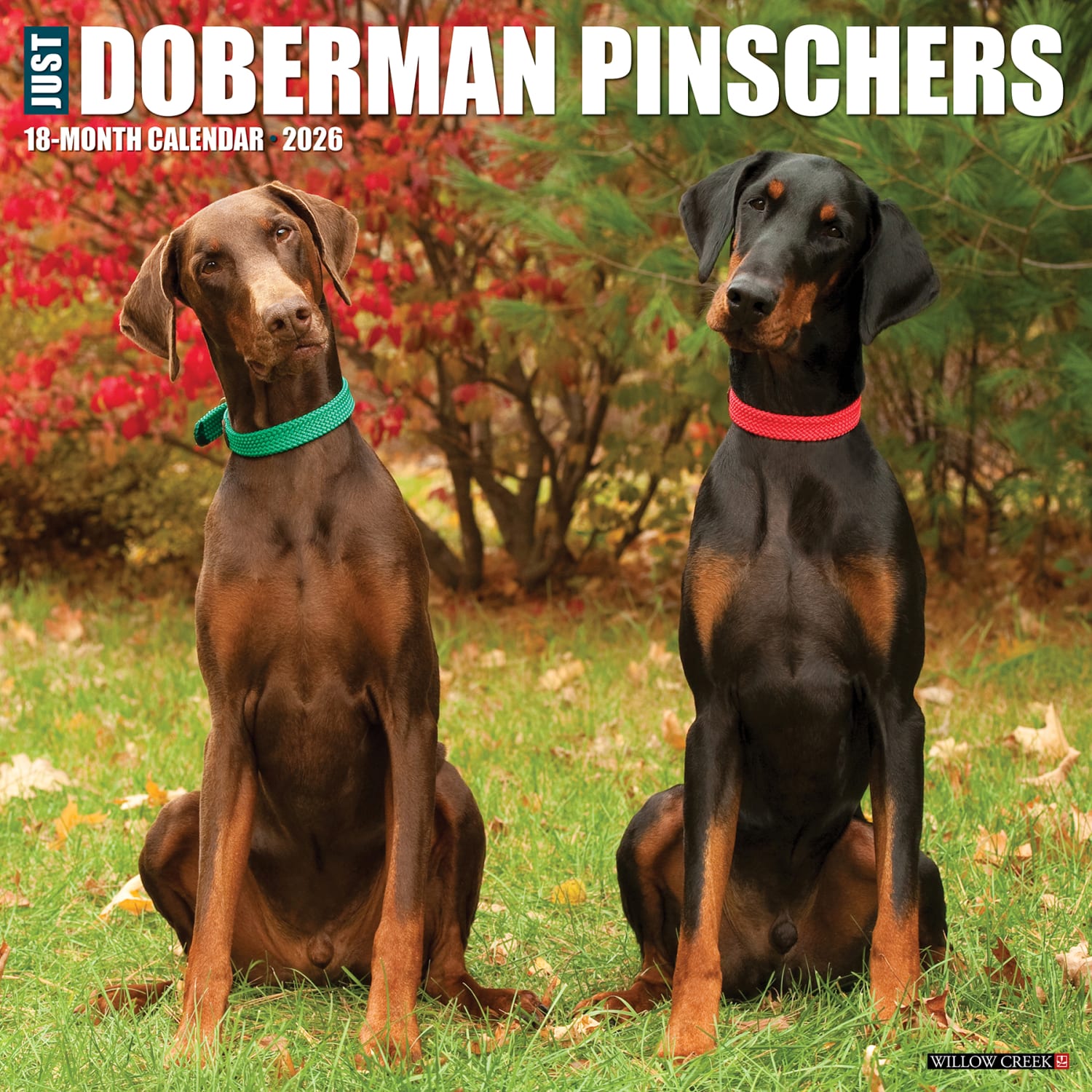 2026 Willow Creek Press Animals Monthly Wall Calendar, 12in x 12in, Doberman Pinschers, January To December, 55397 - Image 3