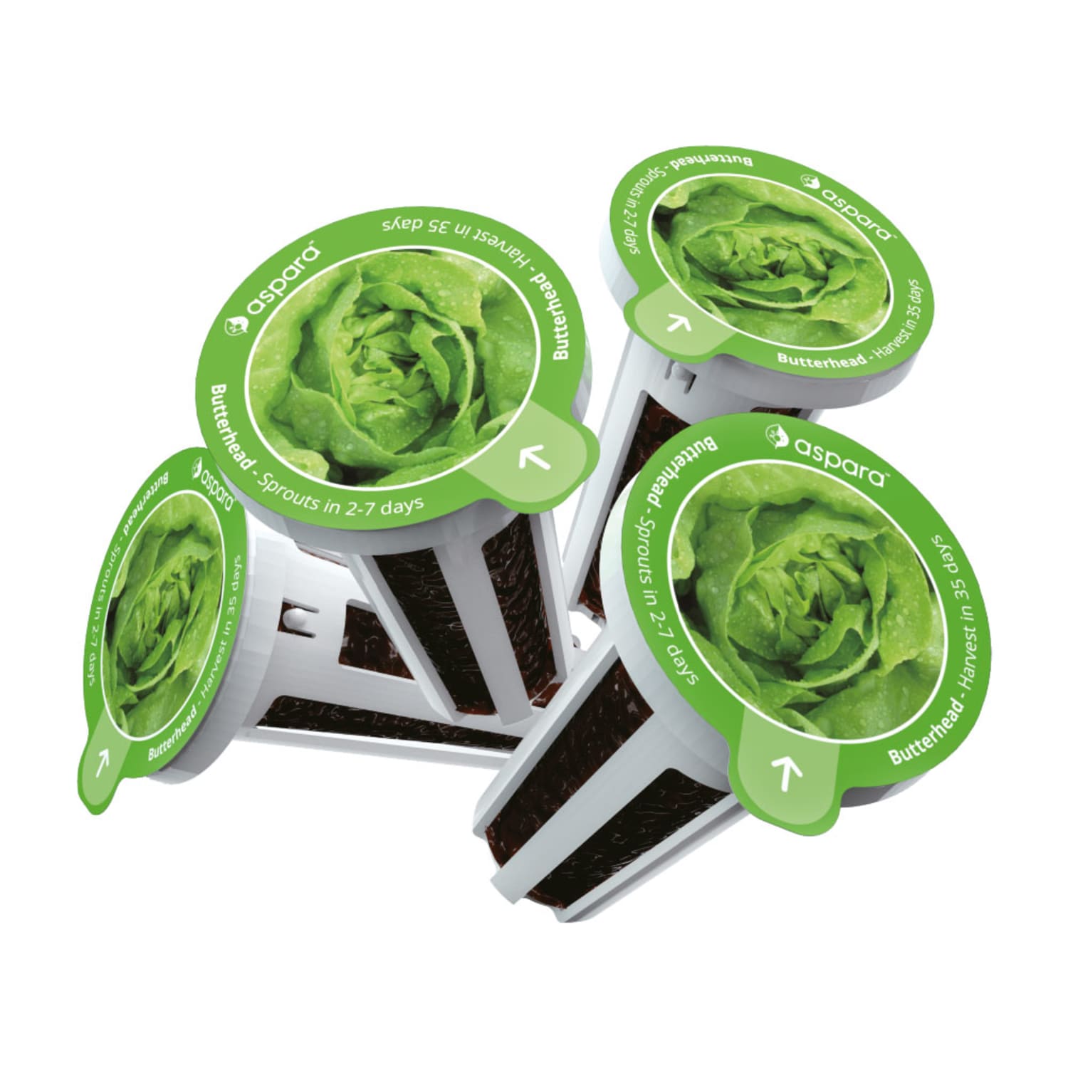 Aspara Butterhead Lettuce Seed Kit, Kit Of 8 Capsules - Image 3