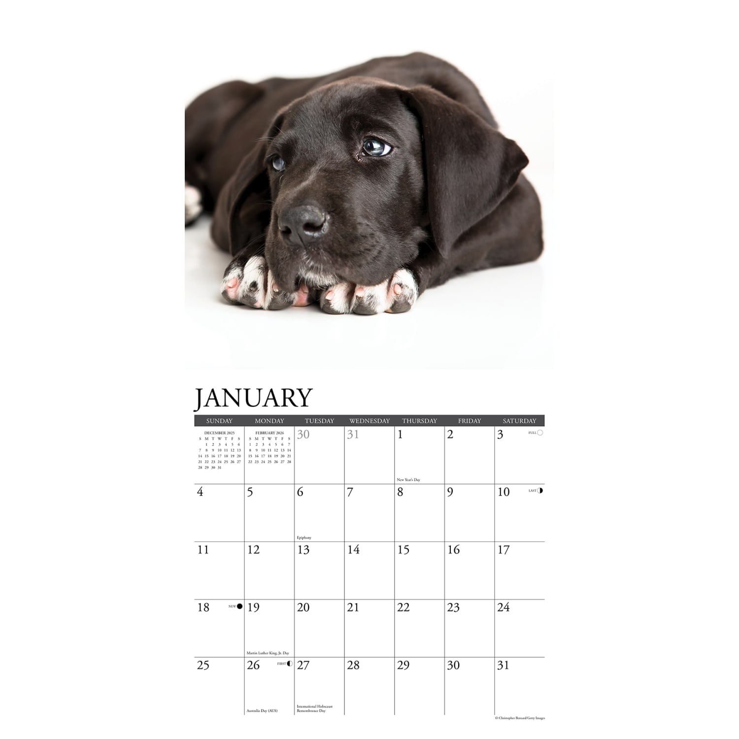 2026 Willow Creek Press Animals Monthly Wall Calendar, 12in x 12in, Great Dane Puppies, January To December, 55441 - Image 3