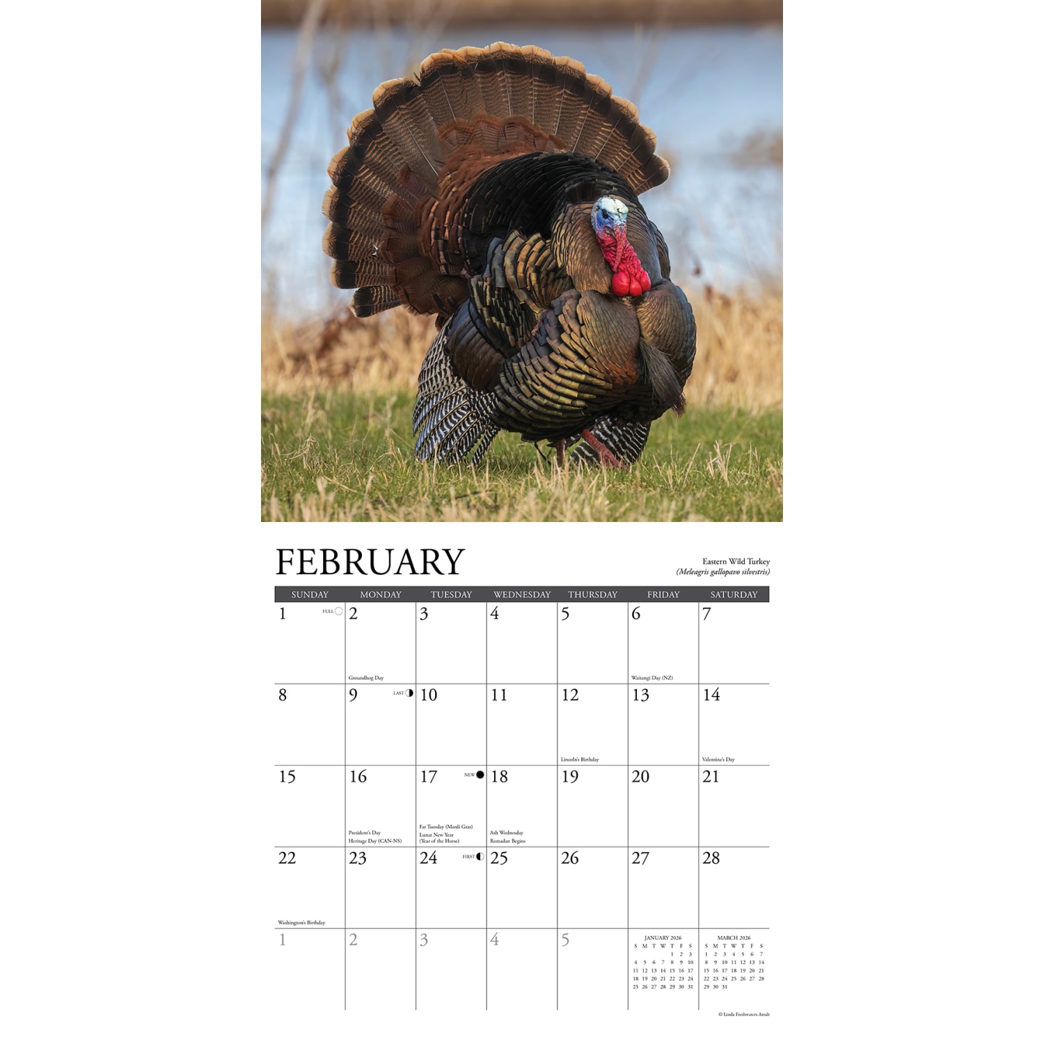 2026 Willow Creek Press Scenic Monthly Wall Calendar, 12in x 12in, Northwoods Wildlife, January To December, 52204 - Image 3