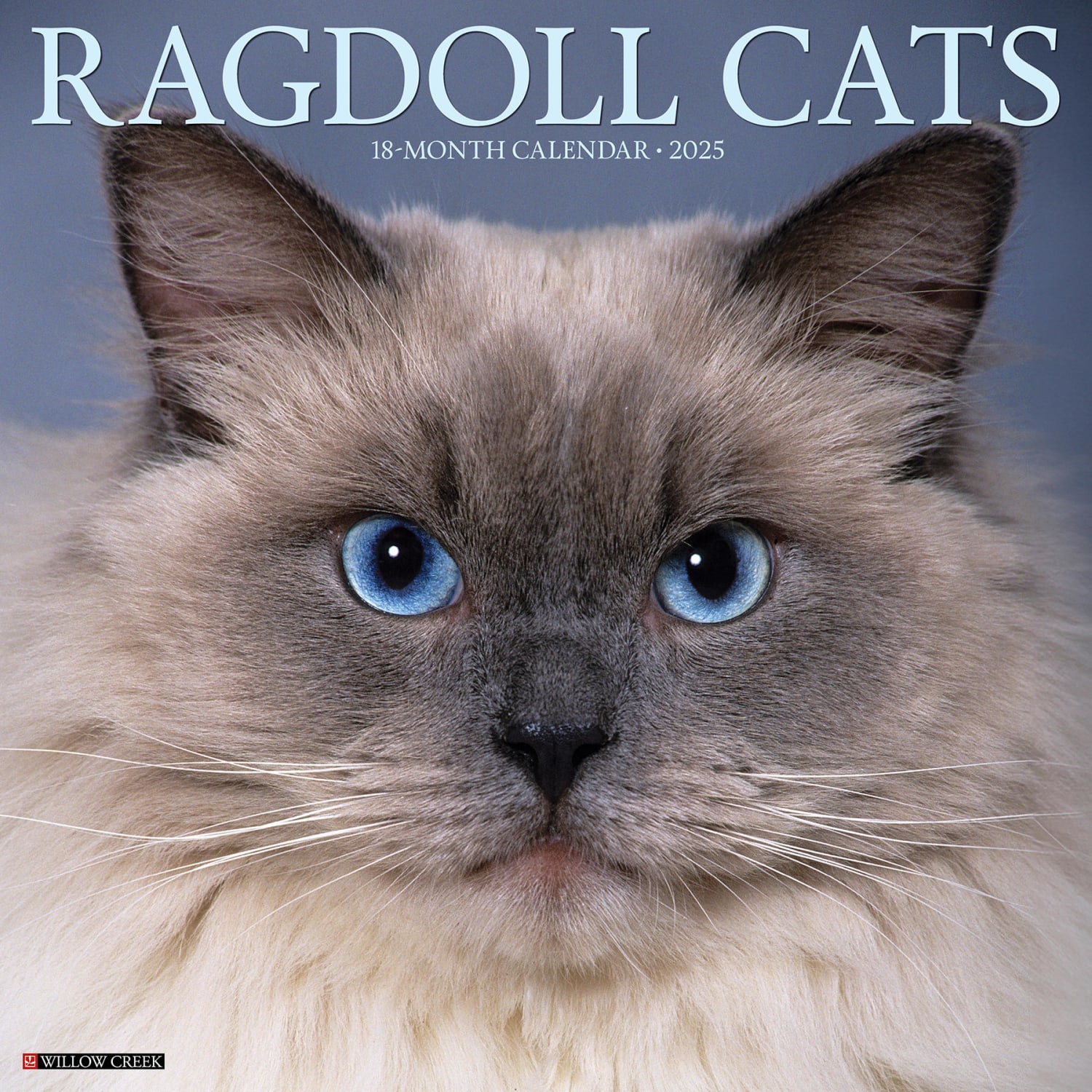 2025 Willow Creek Press Monthly Wall Calendar, 12in x 12in, Ragdoll Cats, January 2025 to December 2025, 44612