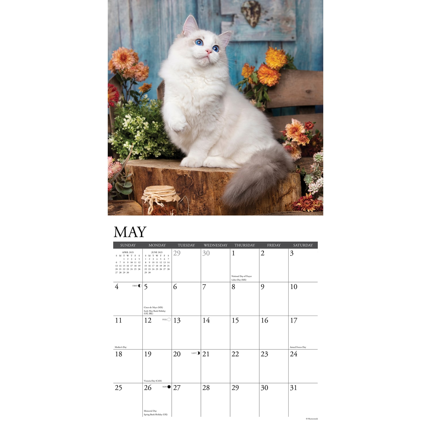 2025 Willow Creek Press Monthly Wall Calendar, 12in x 12in, Ragdoll Cats, January 2025 to December 2025, 44612 - Image 3