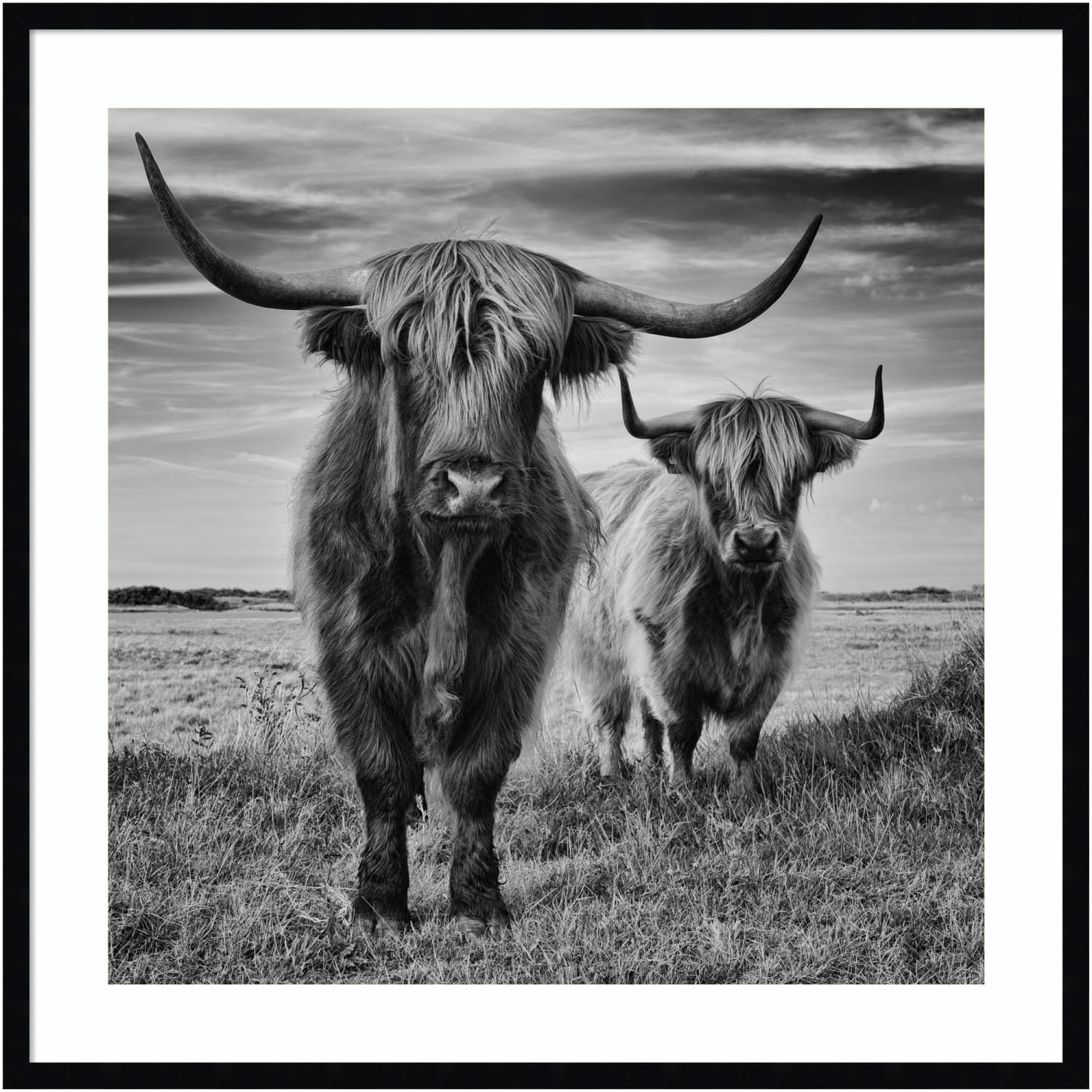 Amanti Art Highland Cow Couple by Stephane Pecqueux Wood Framed Wall Art Print, 33inH x 33inW, Black