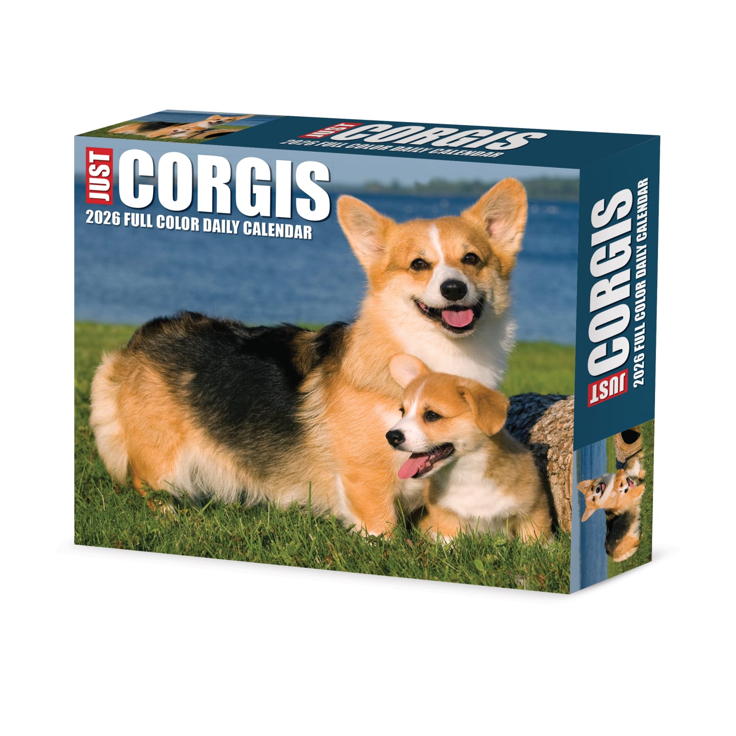2026 Willow Creek Press Page-A-Day Daily Desk Calendar, 6-1/4in x 5-1/2in, Corgis, January To December, 54079 - Image 3