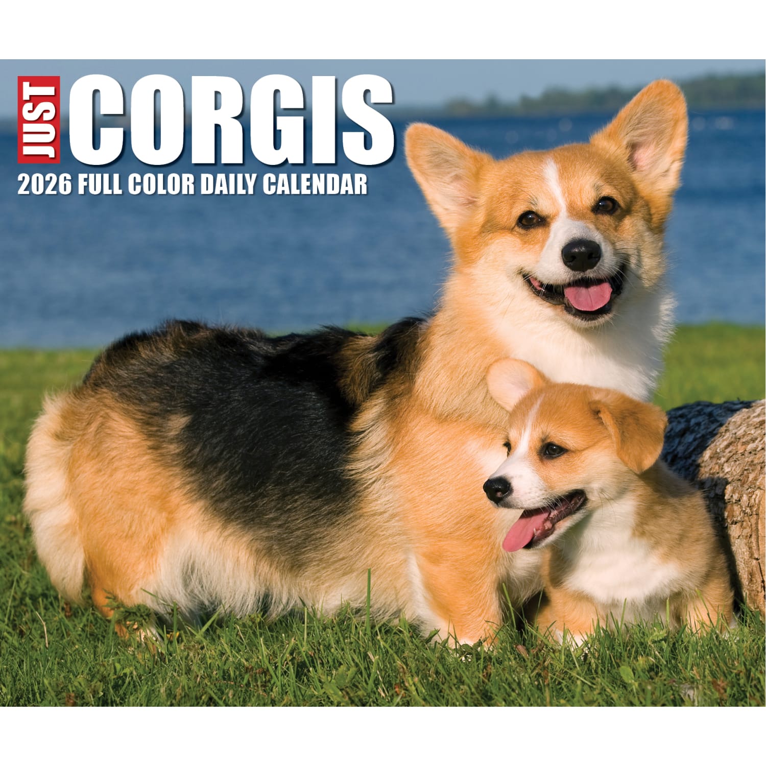 2026 Willow Creek Press Page-A-Day Daily Desk Calendar, 6-1/4in x 5-1/2in, Corgis, January To December, 54079 - Image 5