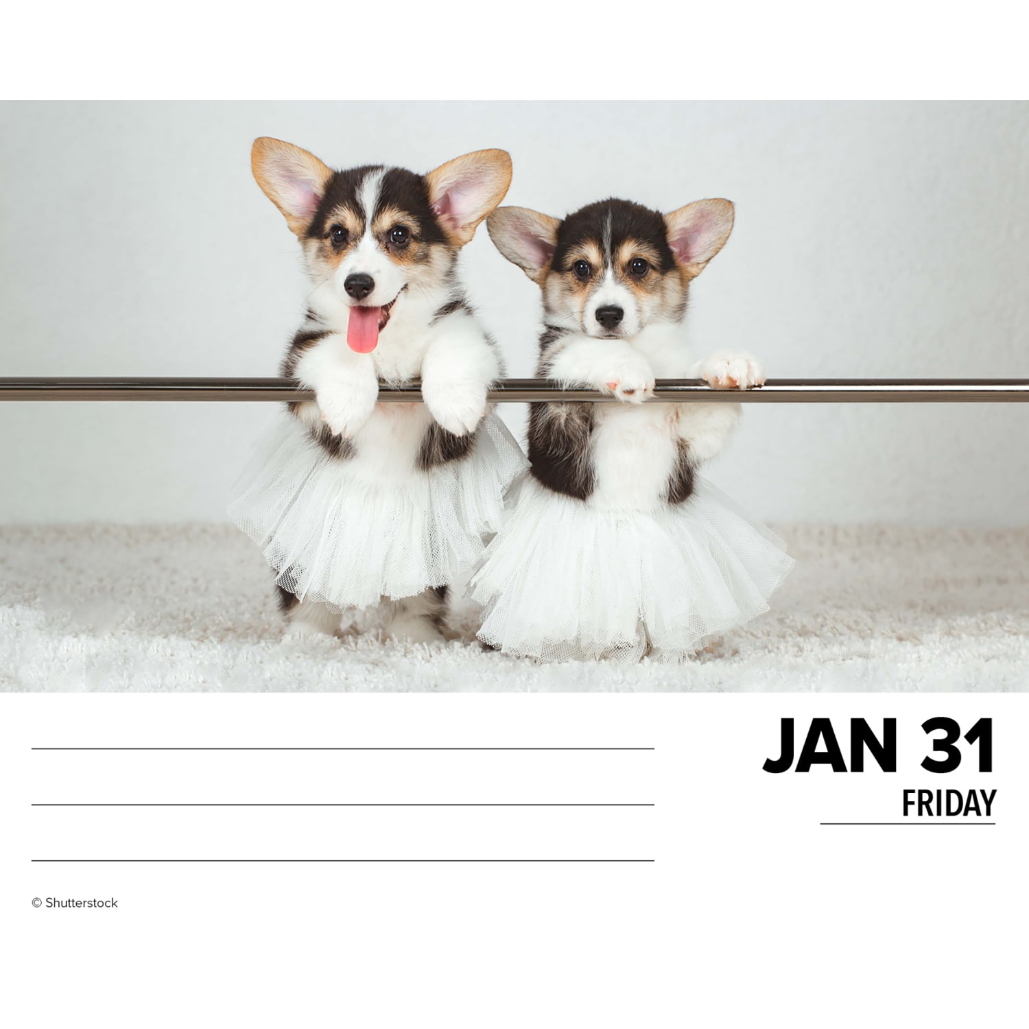 2025 Willow Creek Press Daily Desk Box Calendar, Animals, 5-1/2in x 6-1/4in, Corgis, January To December, 40751 - Image 3
