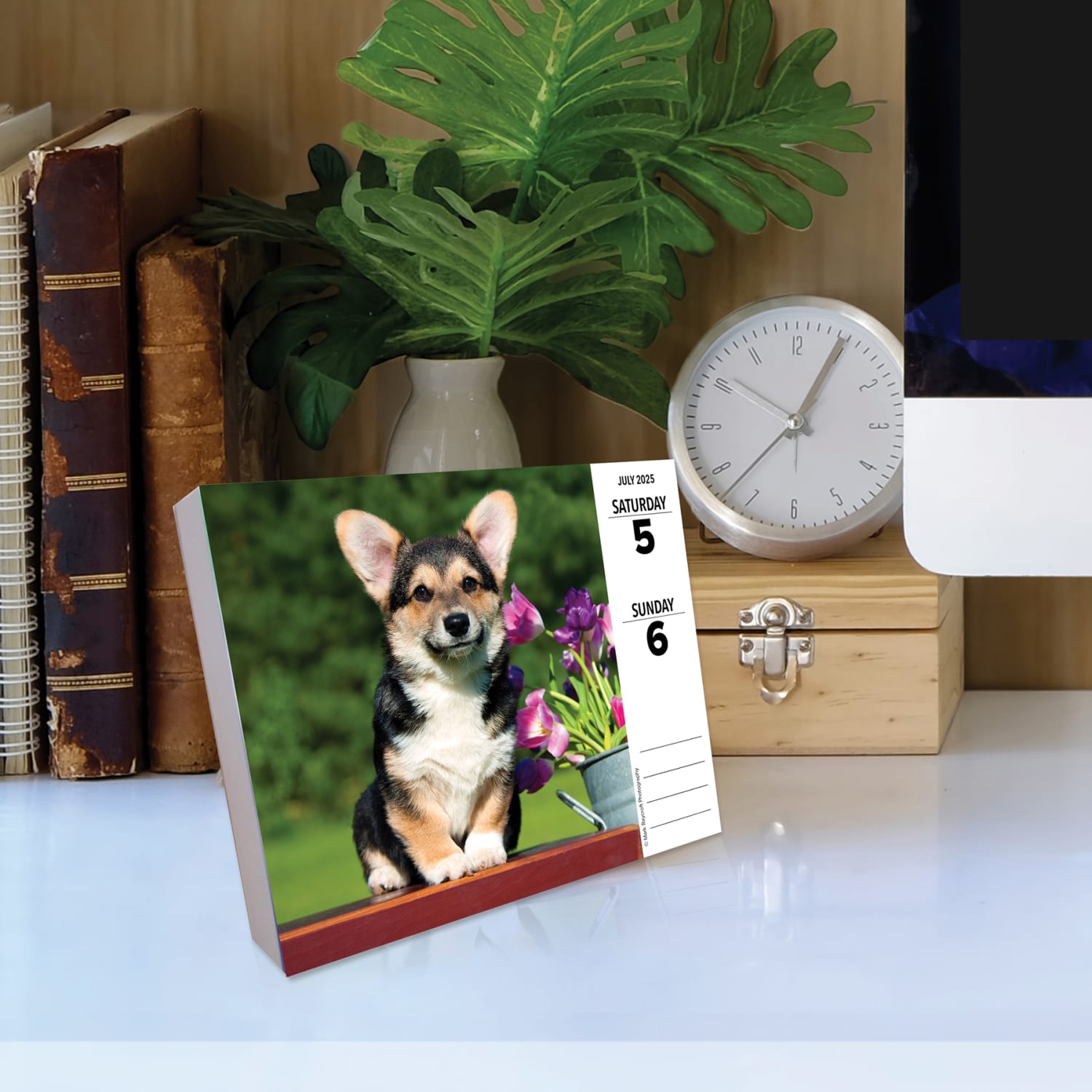 2025 Willow Creek Press Daily Desk Box Calendar, Animals, 5-1/2in x 6-1/4in, Corgis, January To December, 40751 - Image 4