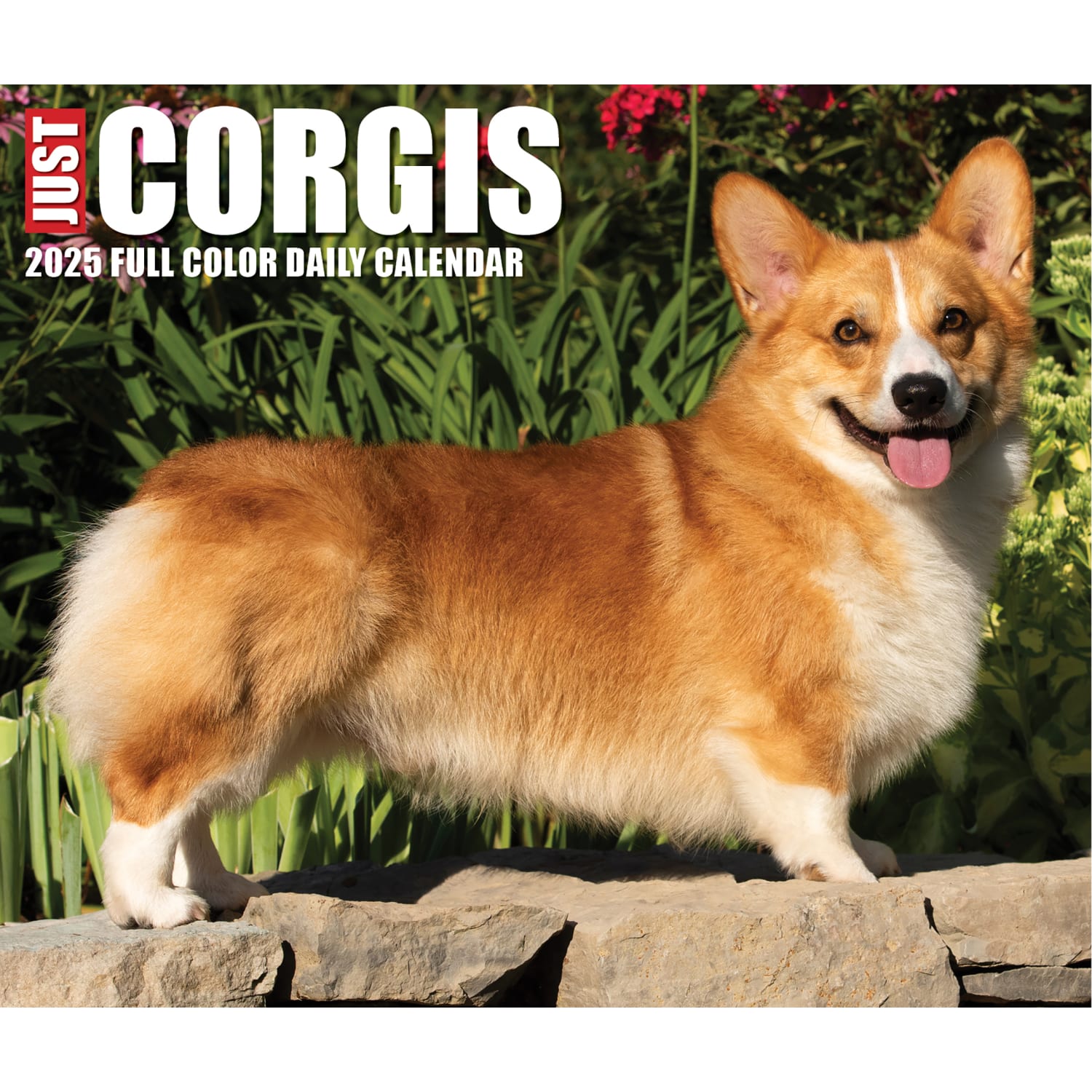 2025 Willow Creek Press Daily Desk Box Calendar, Animals, 5-1/2in x 6-1/4in, Corgis, January To December, 40751 - Image 5