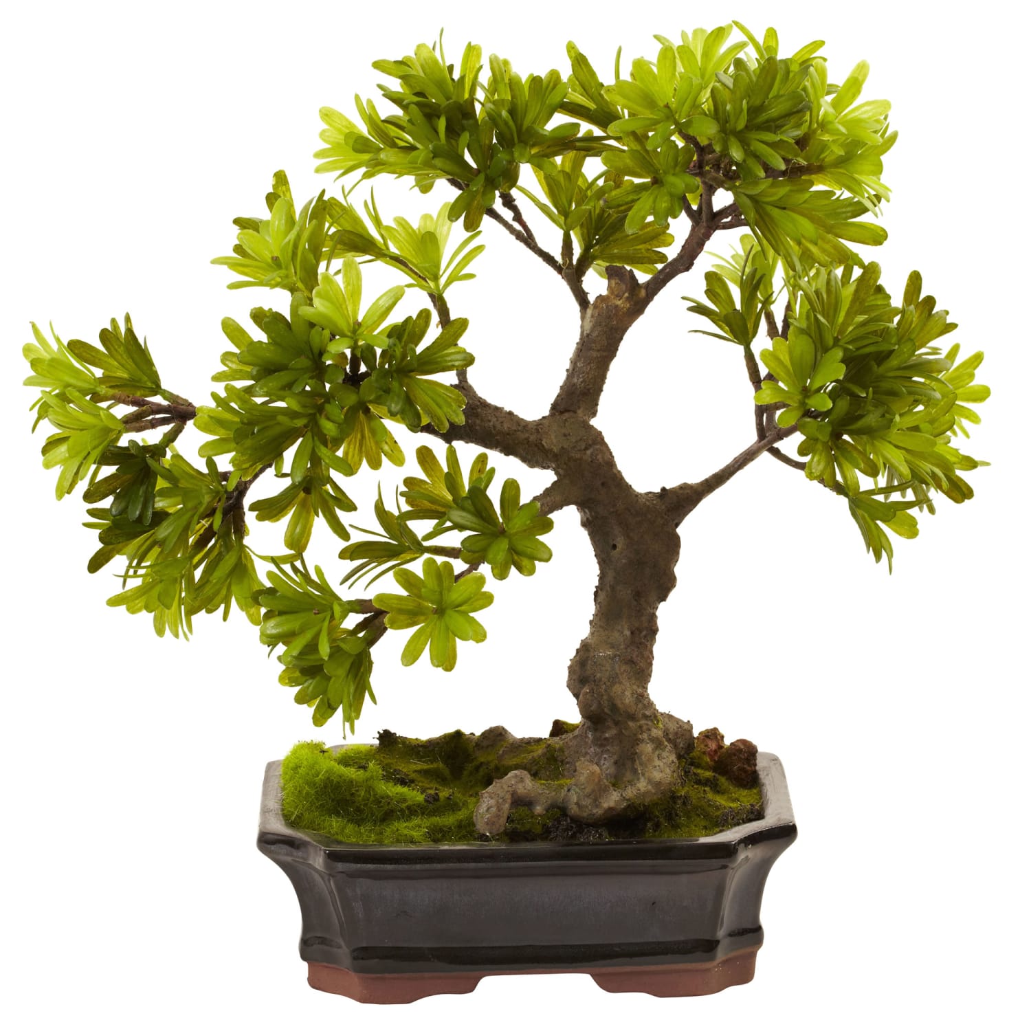 Nearly Natural Podocarpus 14inH Plastic Plant With Mossed Bonsai Planter, 14inH x 14inW x 8-1/2inD, Green