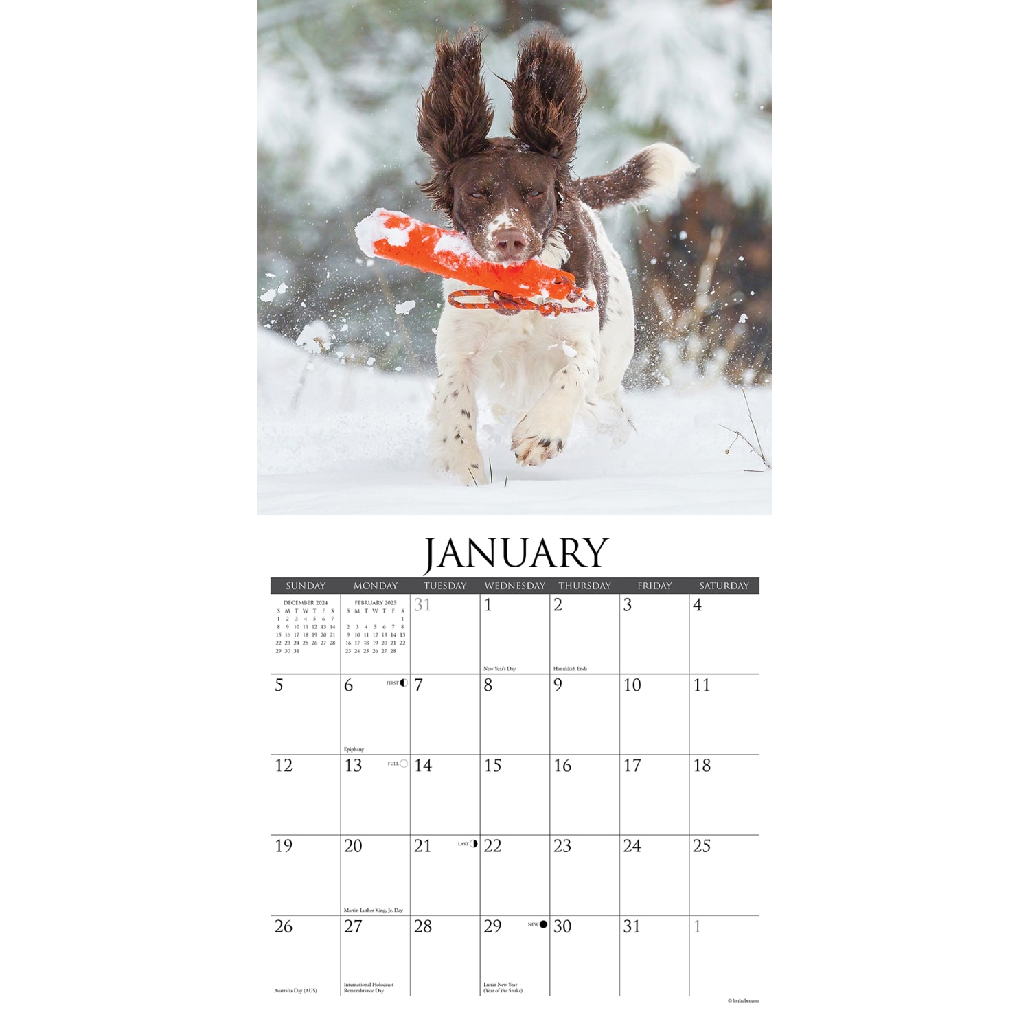 2025 Willow Creek Press Monthly Wall Calendar, 12in x 12in, Sporting Dogs, January 2025 to December 2025, 48634 - Image 3