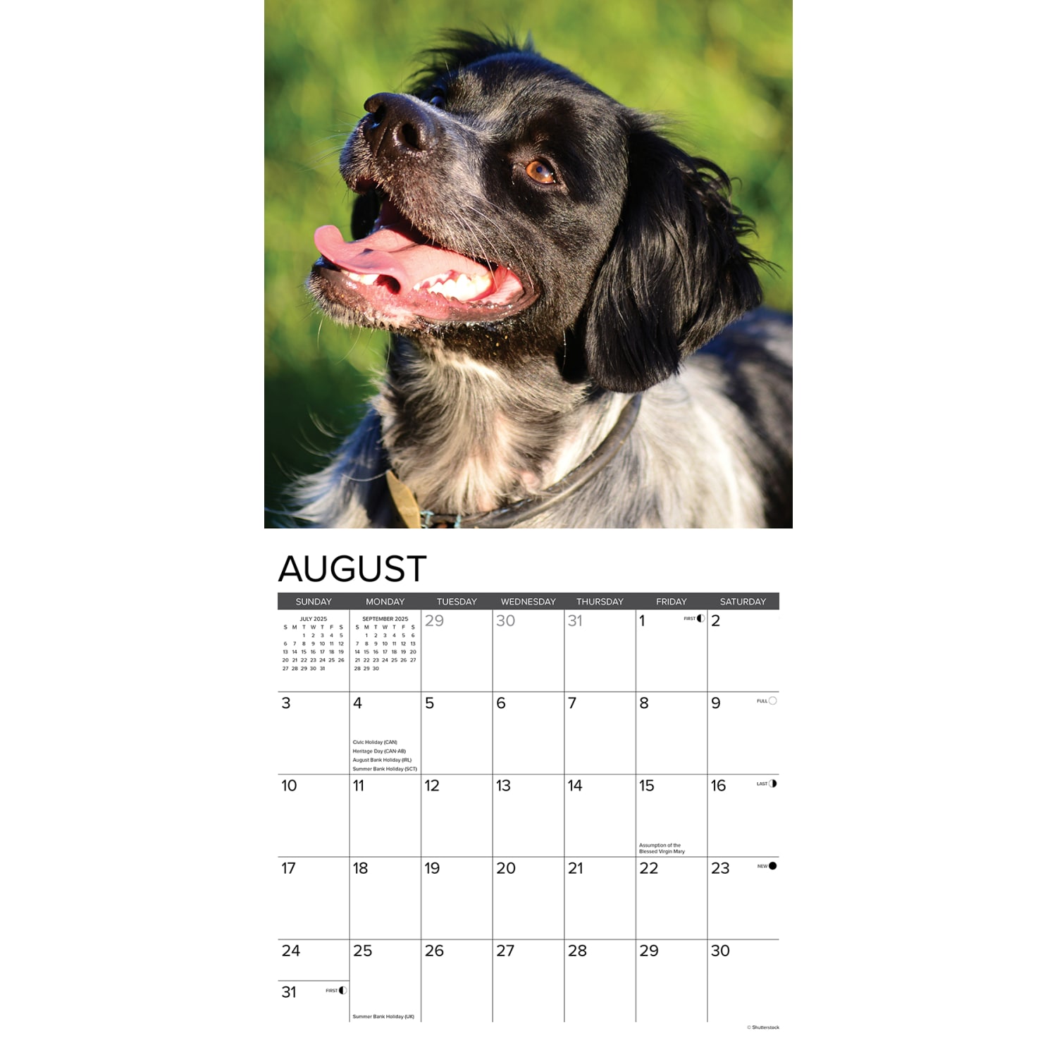 2025 Willow Creek Press Monthly Wall Calendar, 12in x 12in, Brittanys, January 2025 to December 2025, 41963 - Image 3