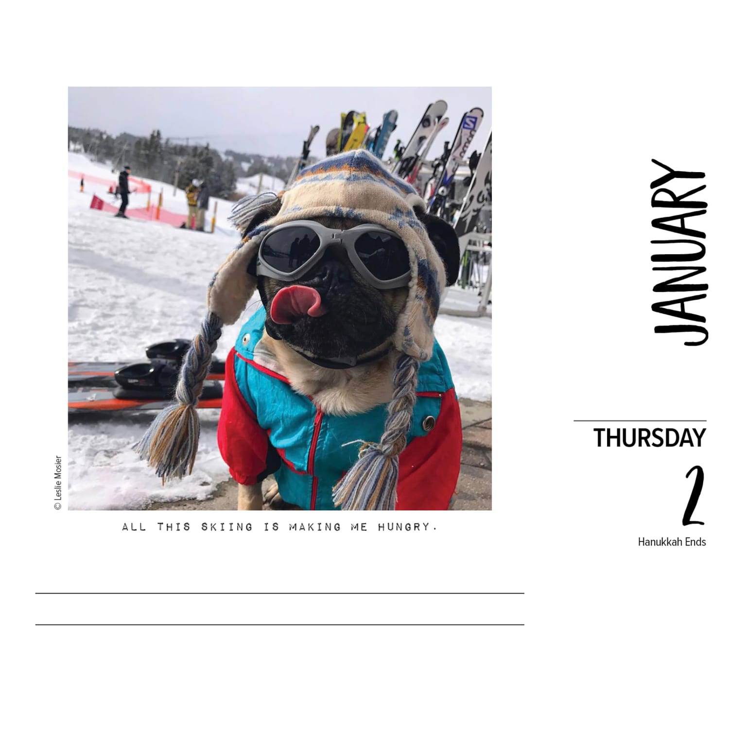 2025 Willow Creek Press Daily Desk Box Calendar, Animals, 5-1/2in x 6-1/4in, Doug the Pug, January To December, 40829 - Image 3