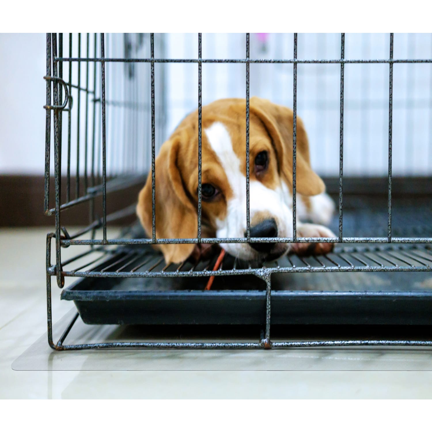 Floortex P-Tex Polycarbonate Dog Crate Floor Protector, 48in x 53in, Clear - Image 6