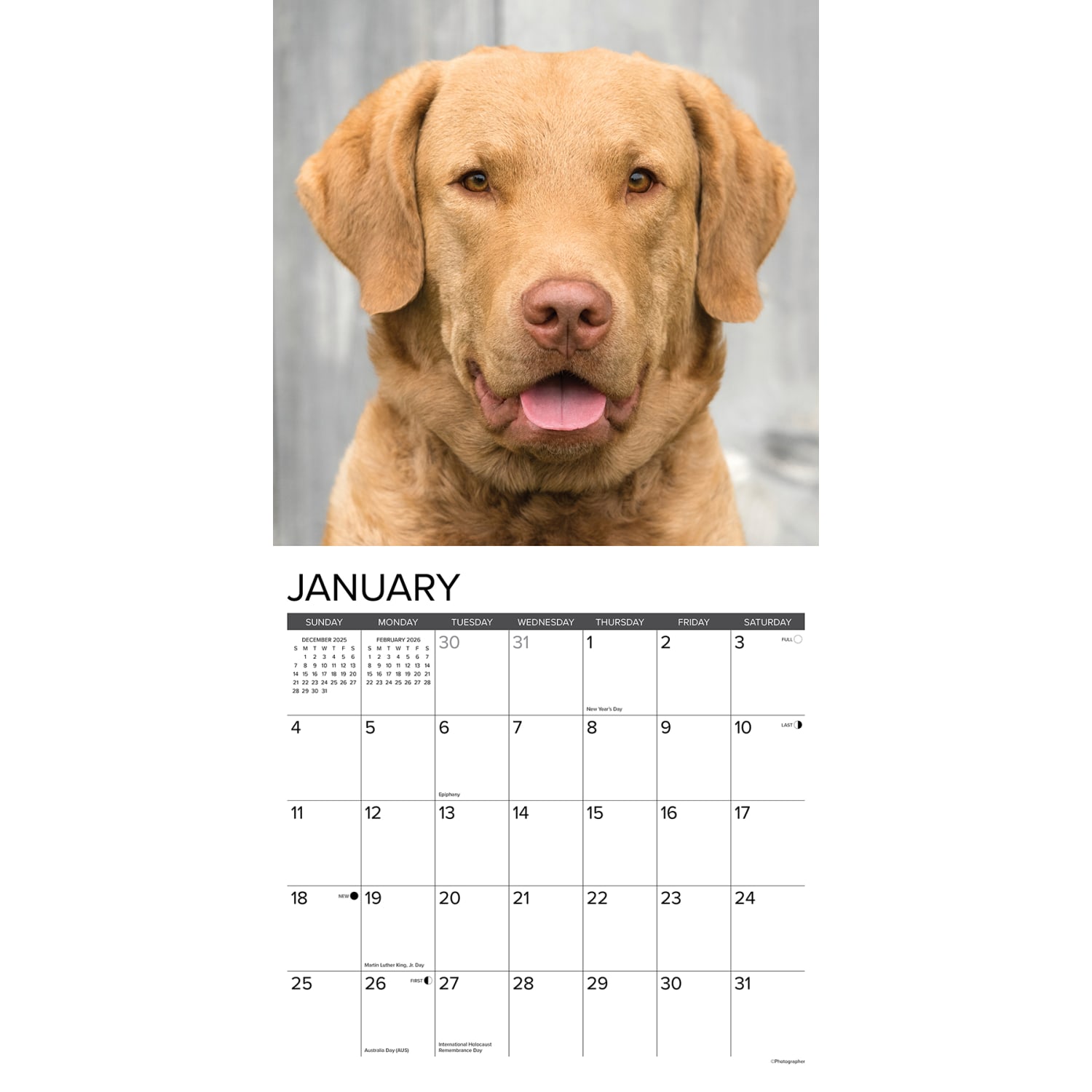 2026 Willow Creek Press Art & Design Monthly Wall Calendar, 12in x 12in, Chesapeake Bay Retrievers, January To December, 50668 - Image 3