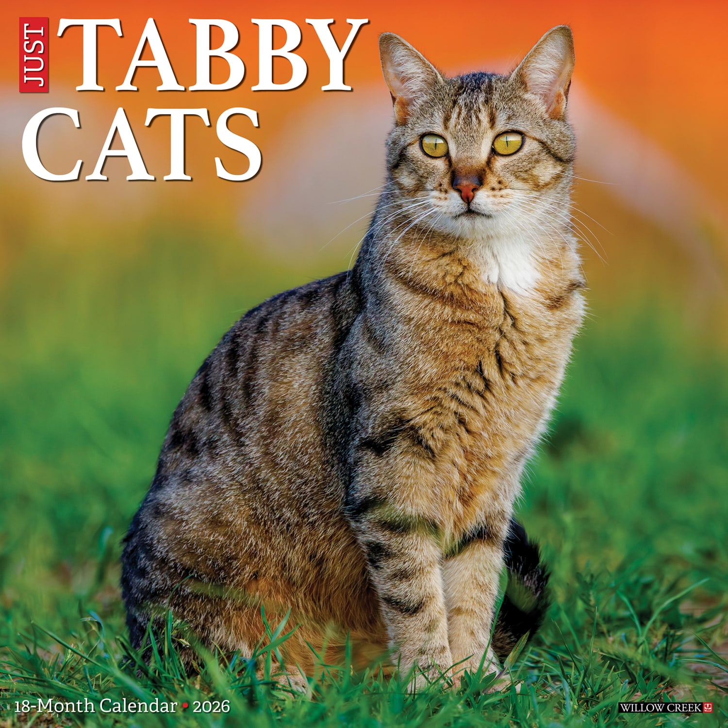 2026 Willow Creek Press Animals Monthly Wall Calendar, 12in x 12in, Tabby Cats, January To December, 52938