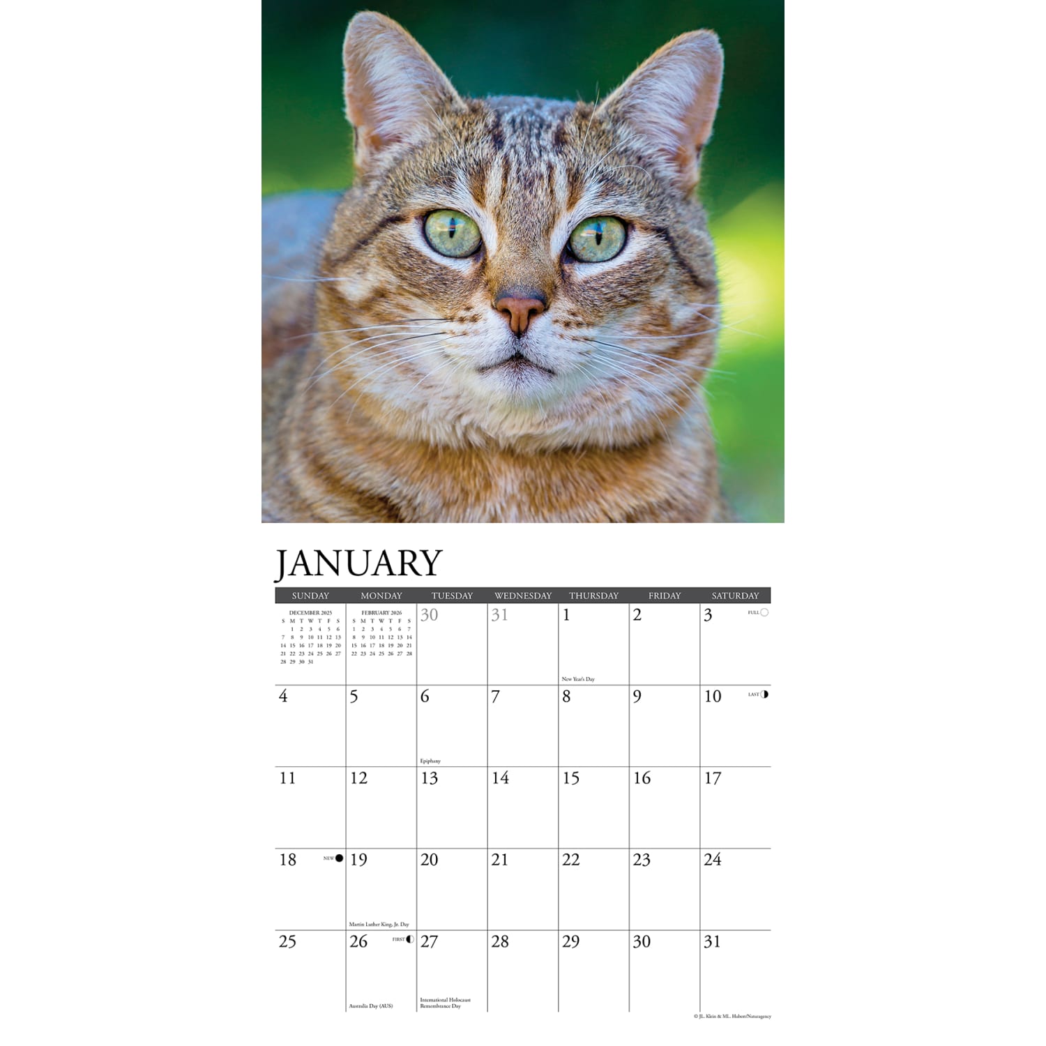 2026 Willow Creek Press Animals Monthly Wall Calendar, 12in x 12in, Tabby Cats, January To December, 52938 - Image 3