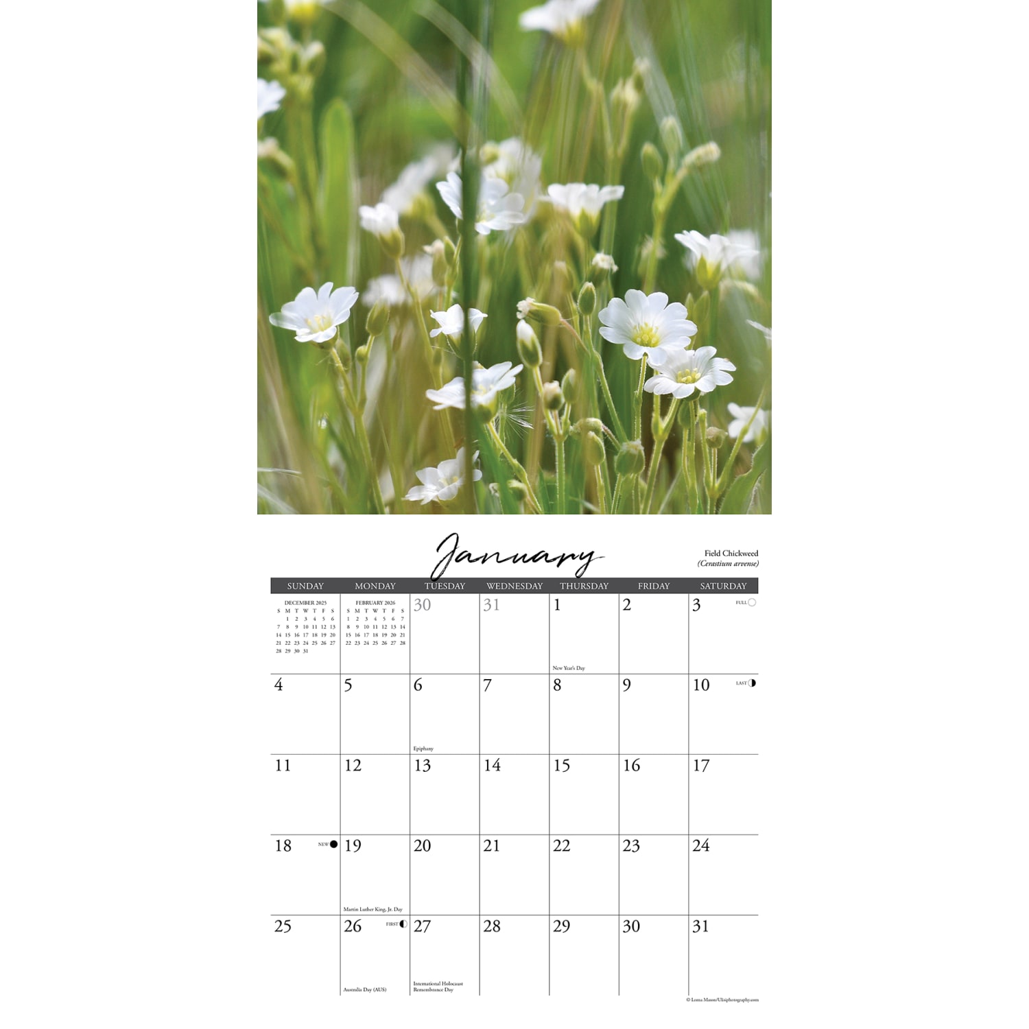 2026 Willow Creek Press Scenic Monthly Wall Calendar, 12in x 12in, Wildflowers, January To December, 53294 - Image 3