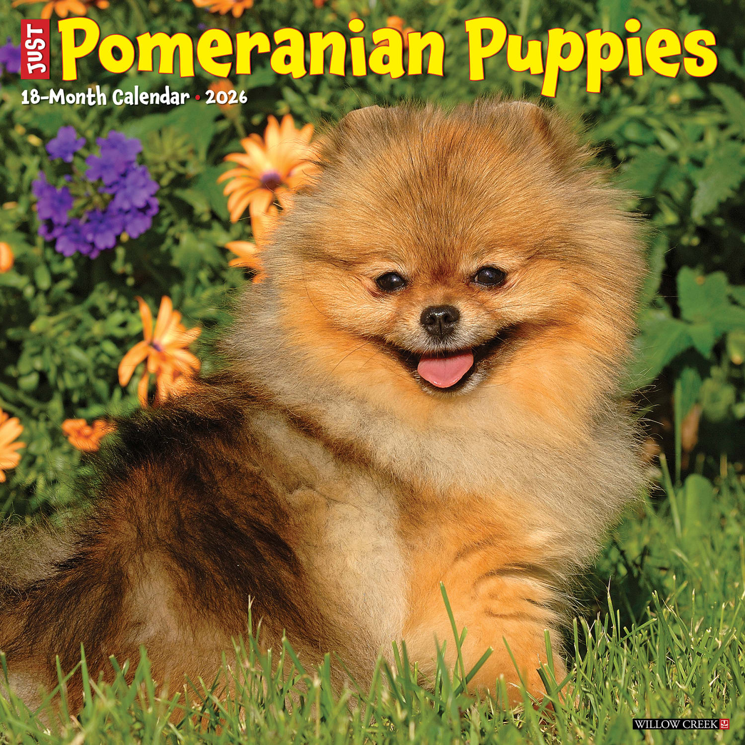 2026 Willow Creek Press Animals Monthly Wall Calendar, 12in x 12in, Pomeranian Puppies, January To December, 52419