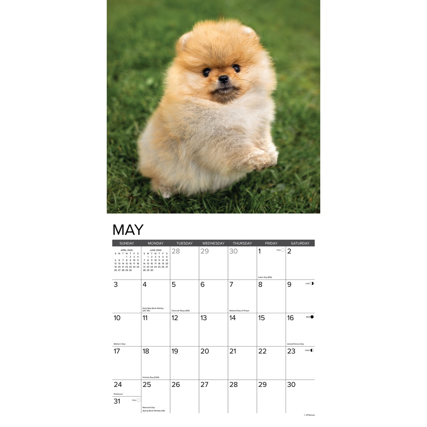 2026 Willow Creek Press Animals Monthly Wall Calendar, 12in x 12in, Pomeranian Puppies, January To December, 52419 - Image 3