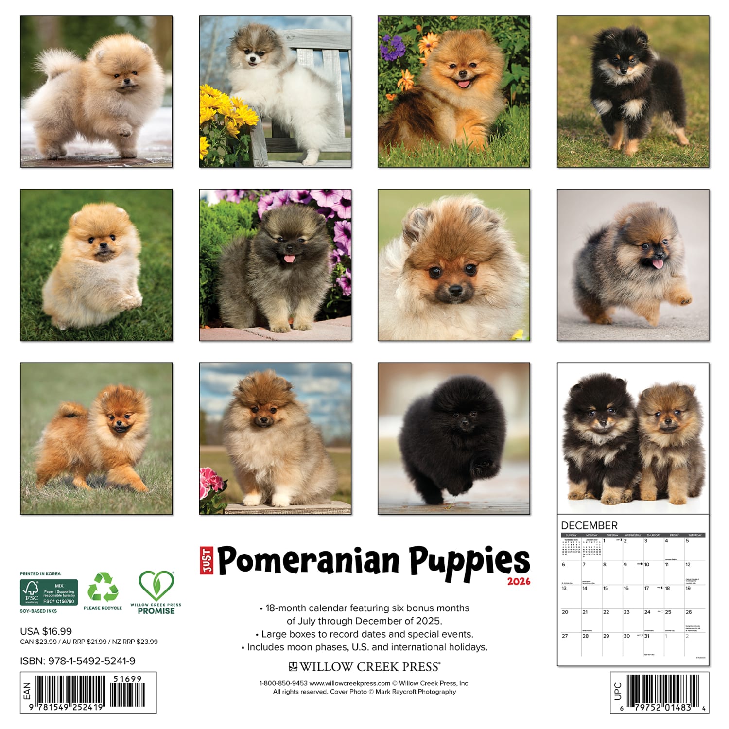 2026 Willow Creek Press Animals Monthly Wall Calendar, 12in x 12in, Pomeranian Puppies, January To December, 52419 - Image 6