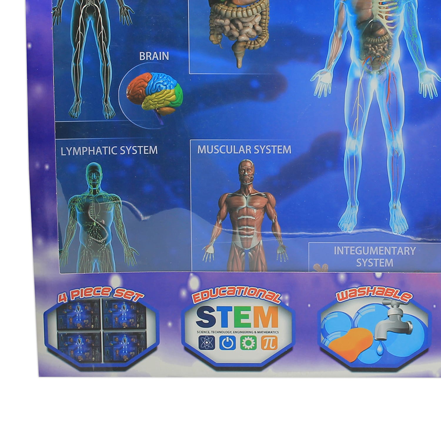 Popar Human Anatomy Smart Mats, Set Of 4 - Image 4
