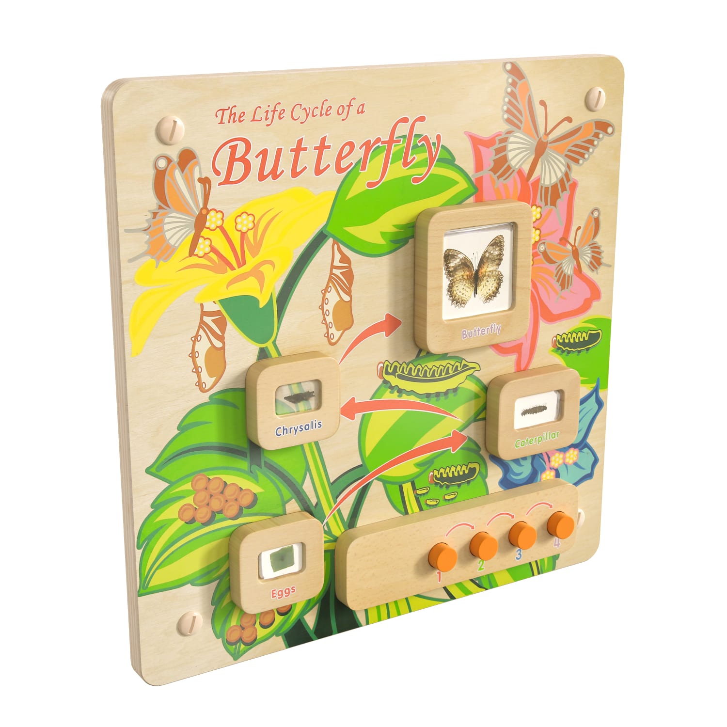 Flash Furniture Bright Beginnings Commercial Grade Wooden Butterfly Life Cycle STEAM Wall Accessory Board, Beech - Image 3