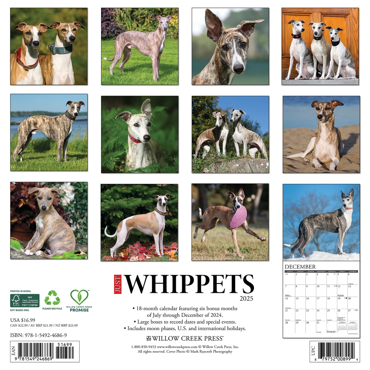 2025 Willow Creek Press Monthly Wall Calendar, 12in x 12in, Whippets, January 2025 to December 2025, 46869 - Image 6