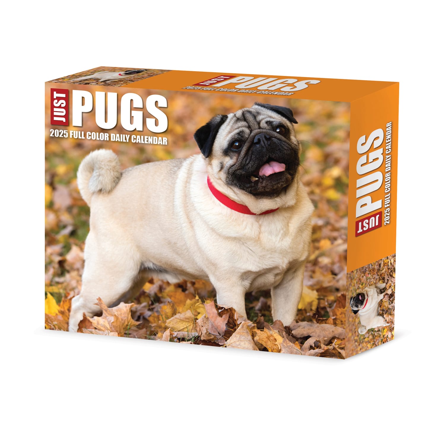 2025 Willow Creek Press Daily Desk Box Calendar, Animals, 5-1/2in x 6-1/4in, Just Pugs, January To December, 40997
