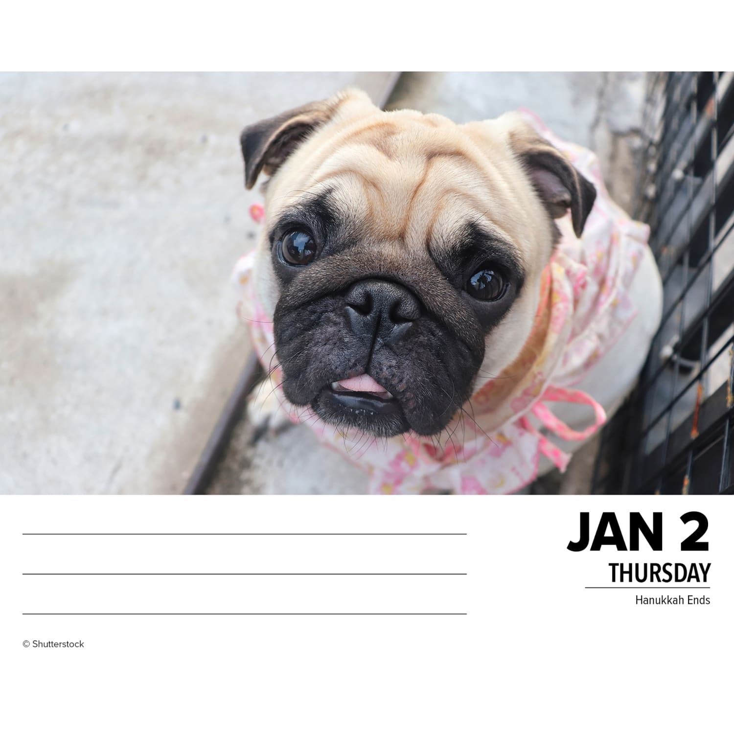 2025 Willow Creek Press Daily Desk Box Calendar, Animals, 5-1/2in x 6-1/4in, Just Pugs, January To December, 40997 - Image 3