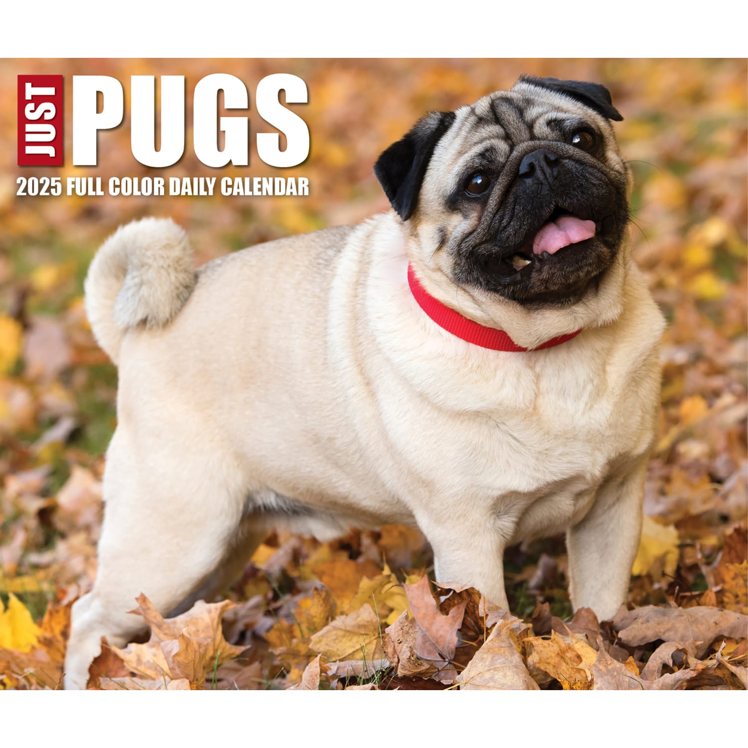 2025 Willow Creek Press Daily Desk Box Calendar, Animals, 5-1/2in x 6-1/4in, Just Pugs, January To December, 40997 - Image 5