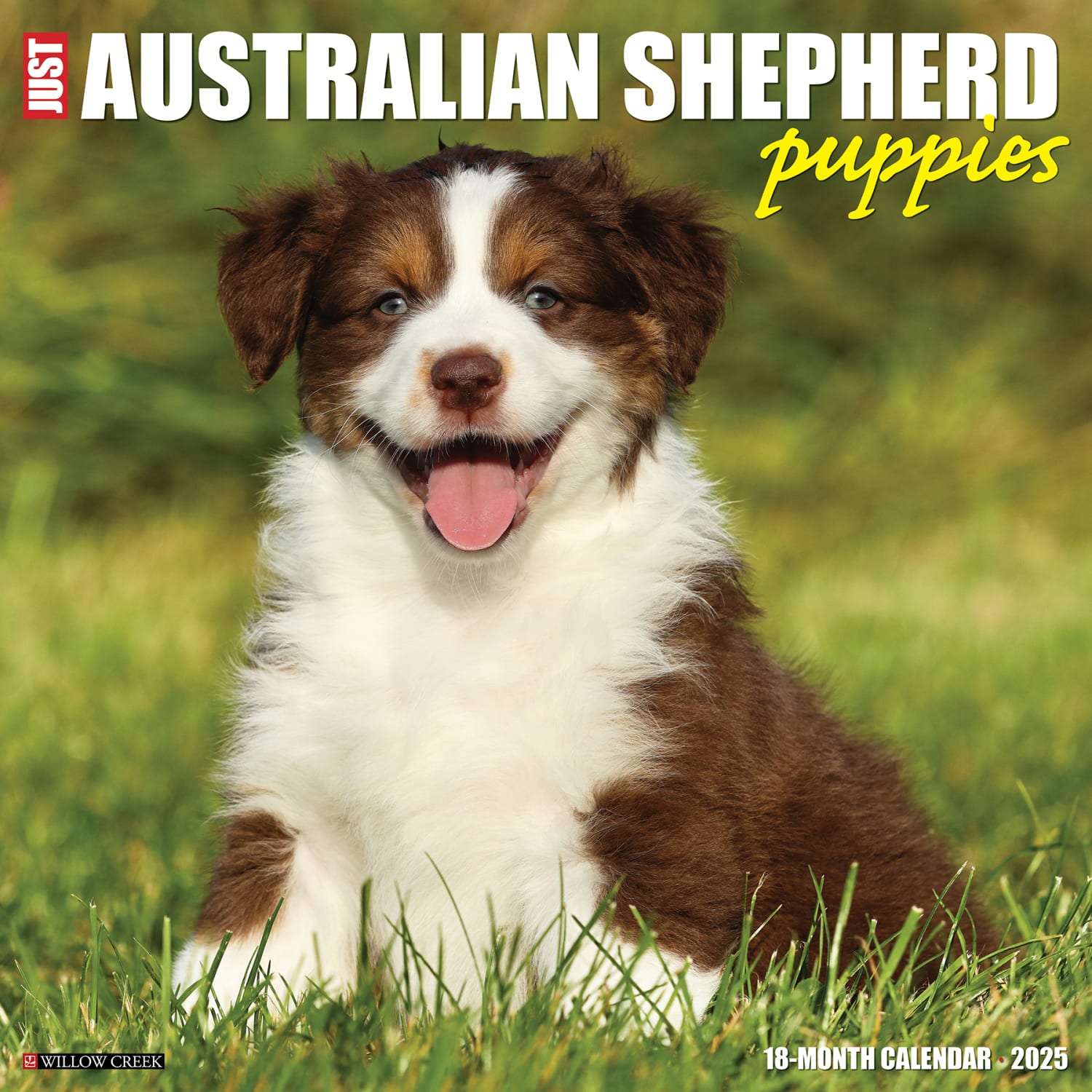 2025 Willow Creek Press Monthly Wall Calendar, 12in x 12in, Australian Shepherd Puppies, January 2025 to December 2025, 41499