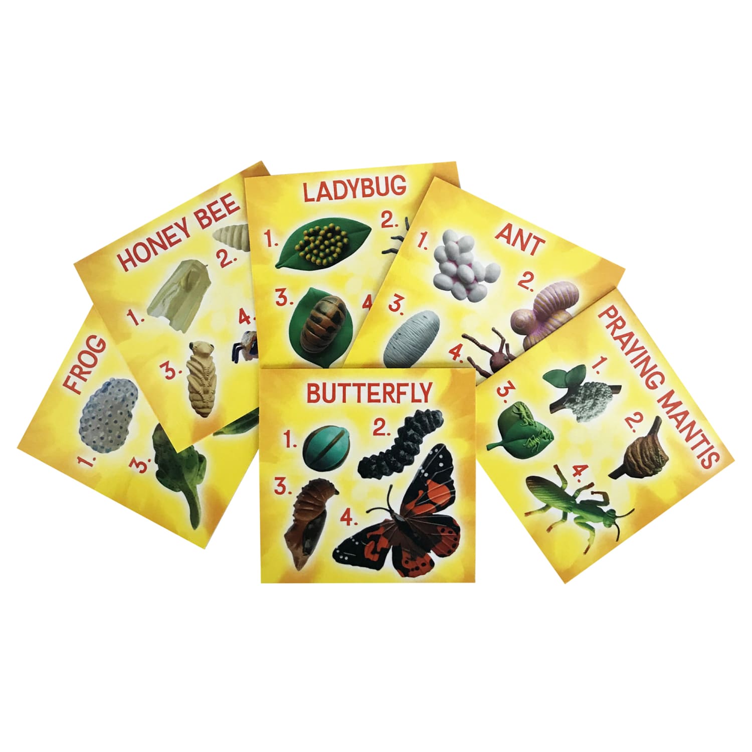 Insect Lore Life Cycle Figurines, Set Of 24 Figurines - Image 5