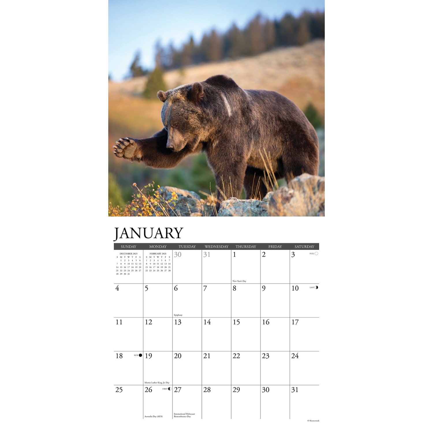 2026 Willow Creek Press Animals Monthly Wall Calendar, 12in x 12in, Grizzlies, January To December, 51399 - Image 3