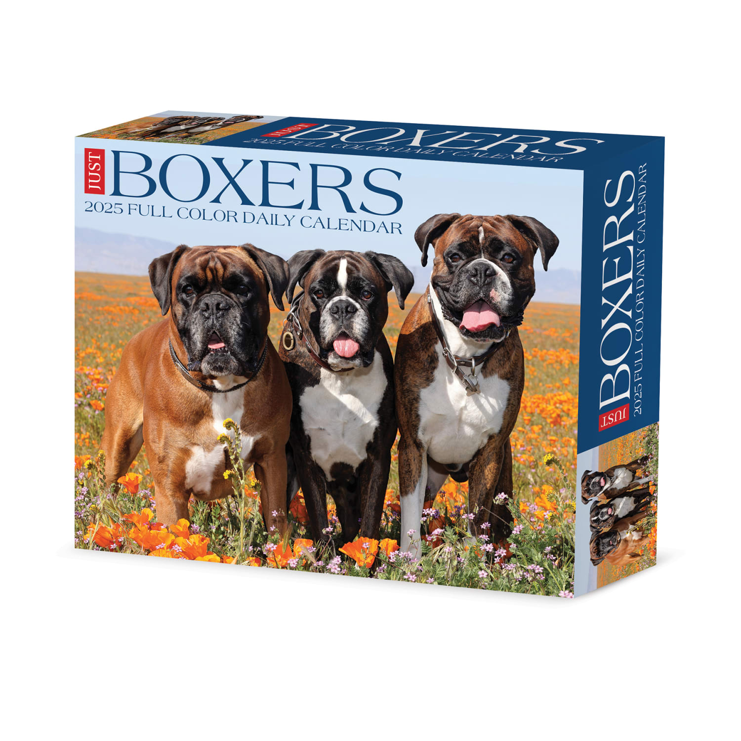 2025 Willow Creek Press Daily Desk Box Calendar, Animals, 5-1/2in x 6-1/4in, Boxers, January To December, 40690