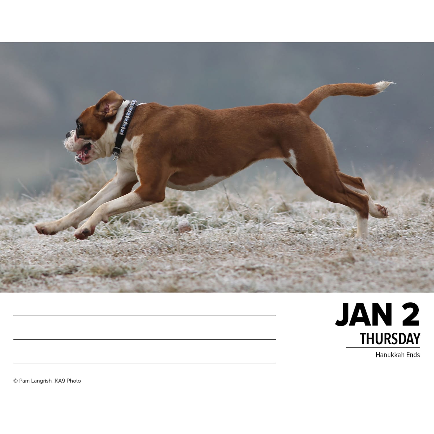 2025 Willow Creek Press Daily Desk Box Calendar, Animals, 5-1/2in x 6-1/4in, Boxers, January To December, 40690 - Image 3