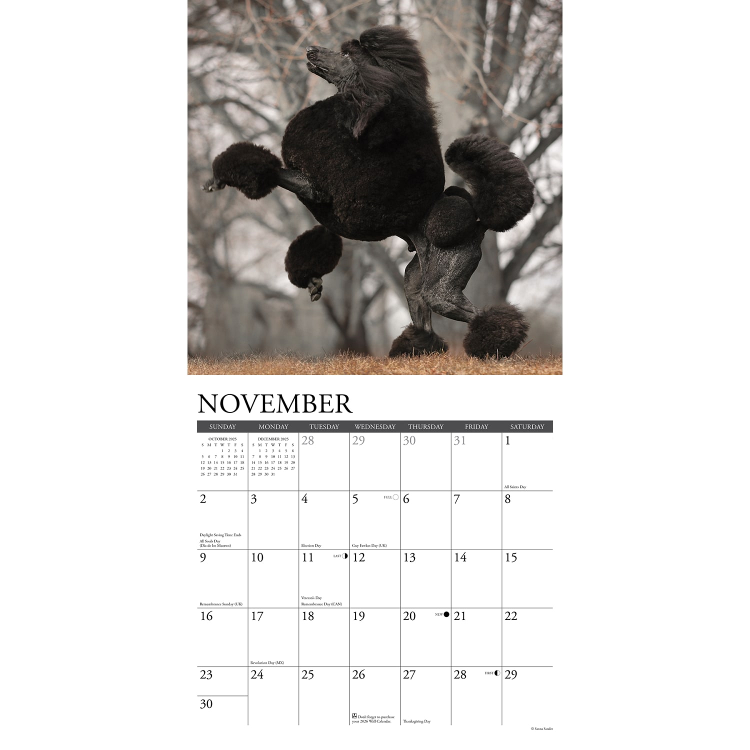 2025 Willow Creek Press Monthly Wall Calendar, 12in x 12in, Poodles, January 2025 to December 2025, 44520 - Image 3