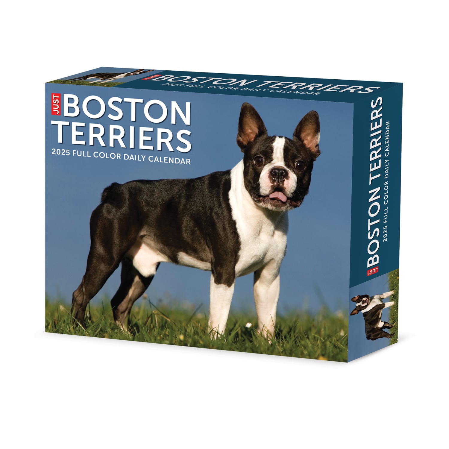 2025 Willow Creek Press Daily Desk Box Calendar, Animals, 5-1/2in x 6-1/4in, Boston Terriers, January To December, 40683