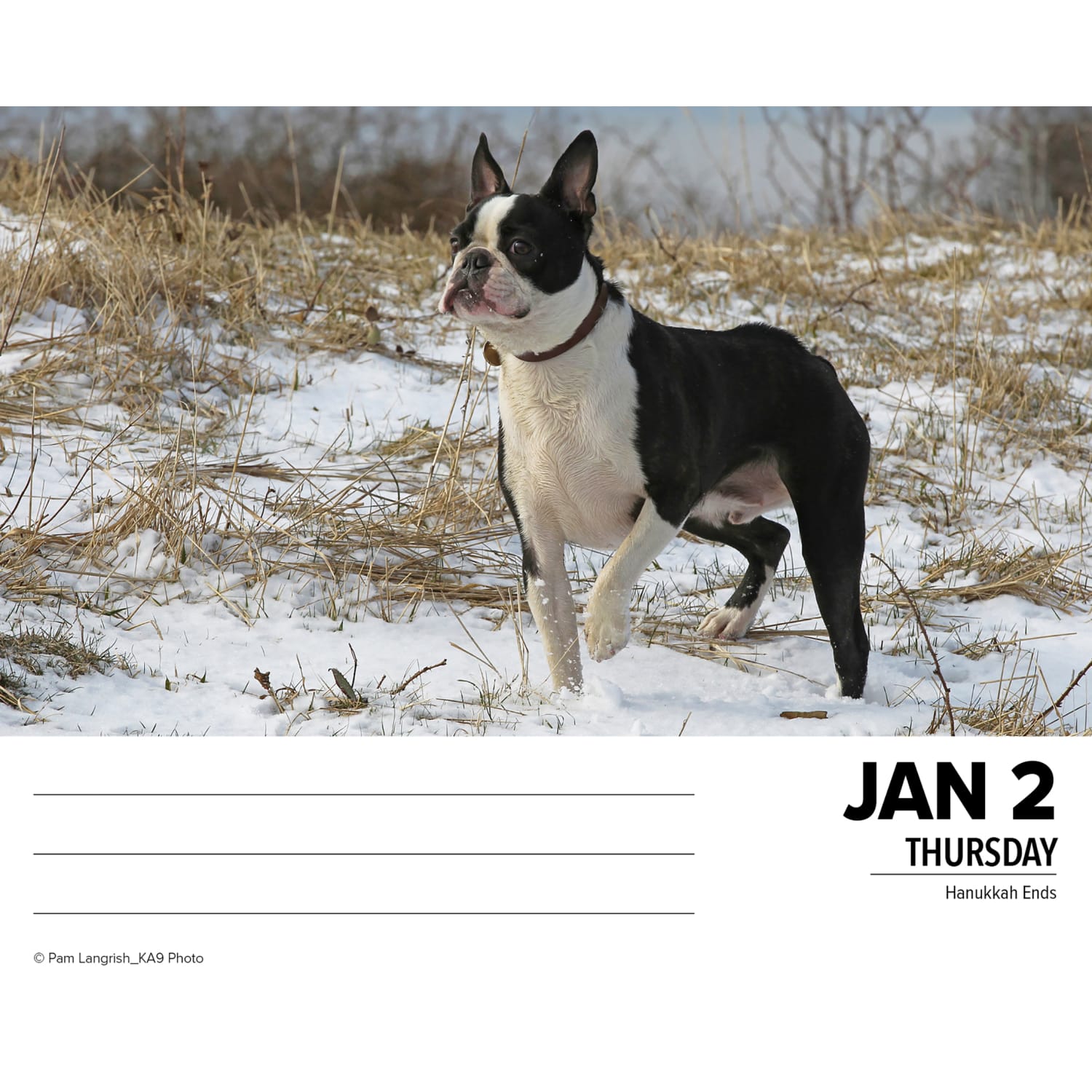 2025 Willow Creek Press Daily Desk Box Calendar, Animals, 5-1/2in x 6-1/4in, Boston Terriers, January To December, 40683 - Image 3