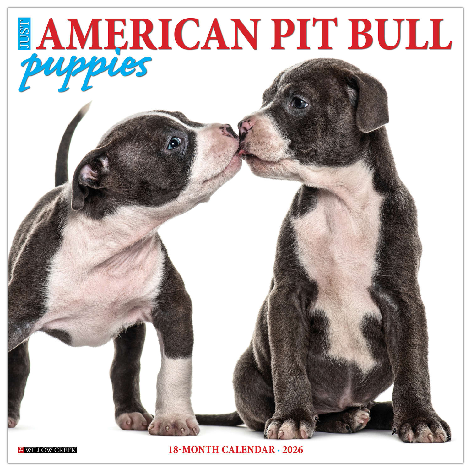 2026 Willow Creek Press Art & Design Monthly Wall Calendar, 12in x 12in, American Pit Bull Terrier Puppies, January To December, 49839