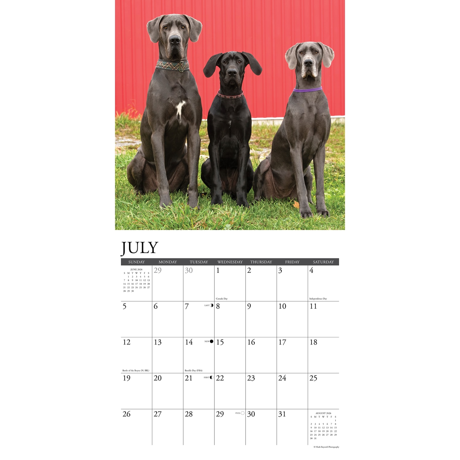 2026 Willow Creek Press Animals Monthly Wall Calendar, 12in x 12in, Great Danes, January To December, 51351 - Image 3