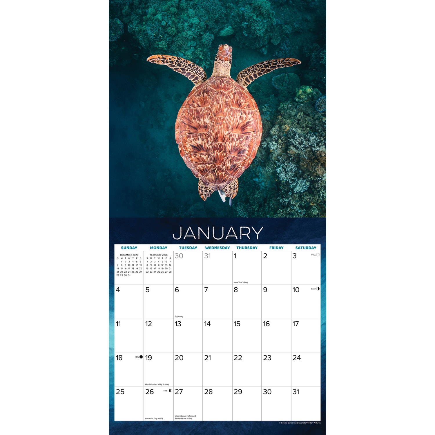 2026 Willow Creek Press Animals Monthly Wall Calendar, 12in x 12in, Sea Turtles, January To December, 55540 - Image 3