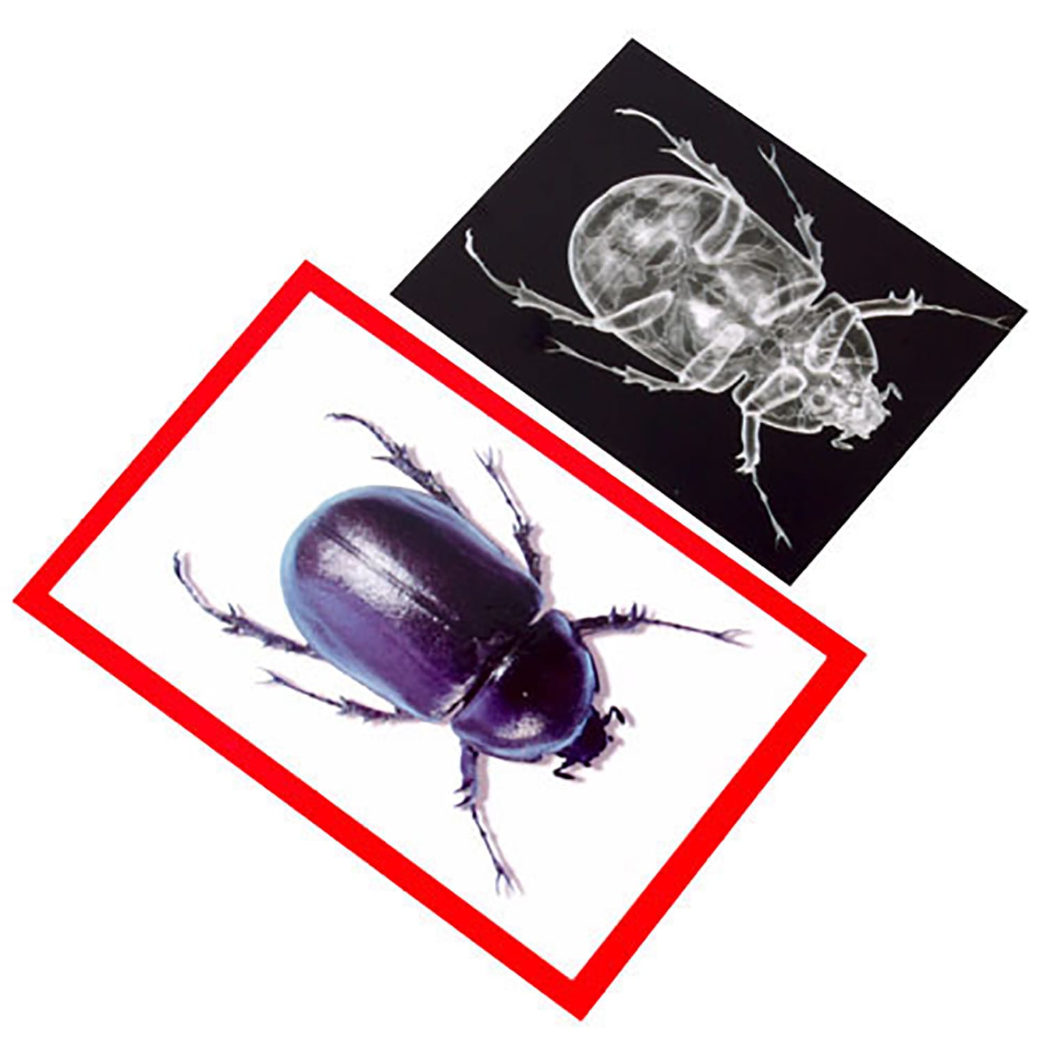 Roylco Insect X-rays and Picture Cards, Pack Of 36 - Image 4