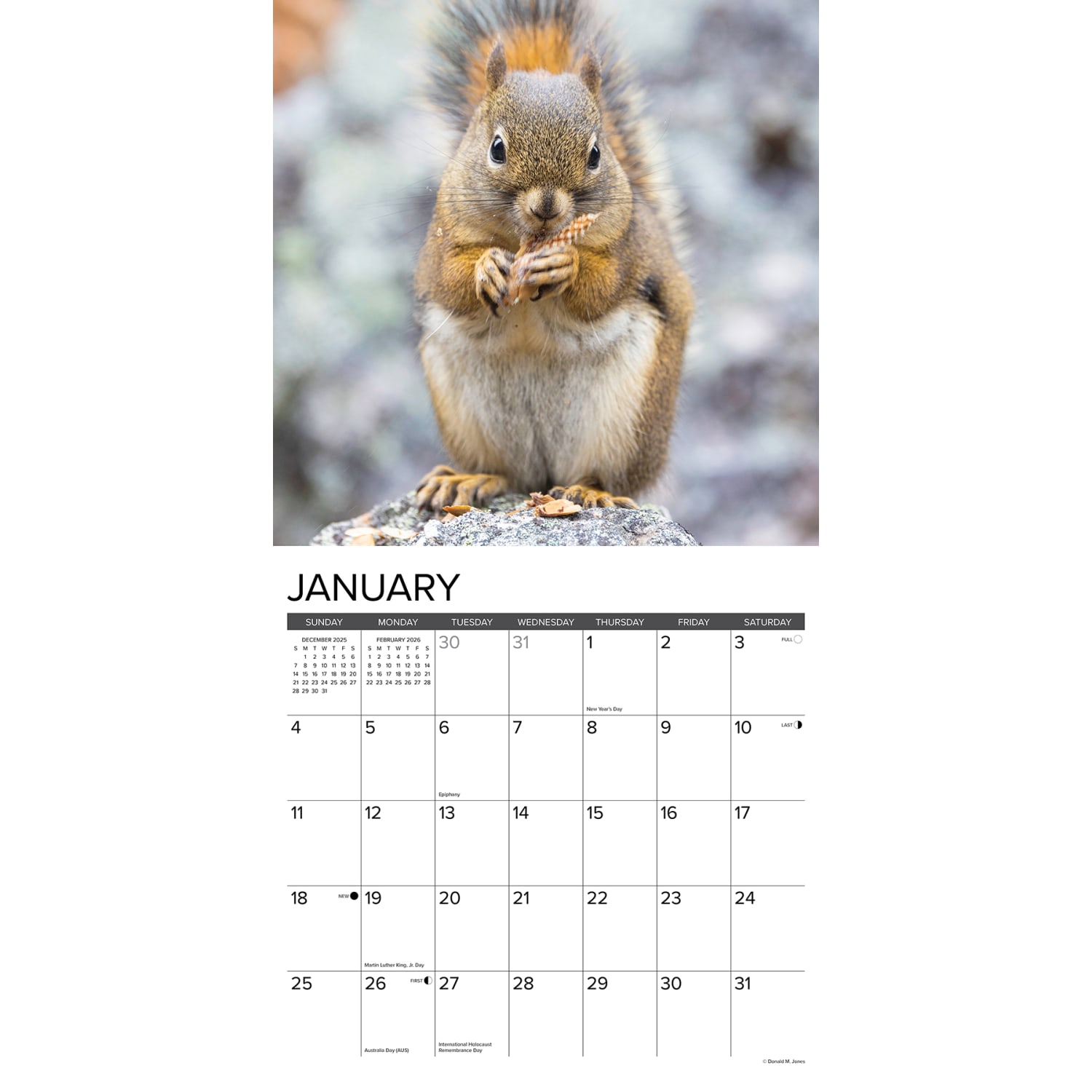 2026 Willow Creek Press Animals Monthly Wall Calendar, 12in x 12in, Squirrels, January To December, 52891 - Image 3