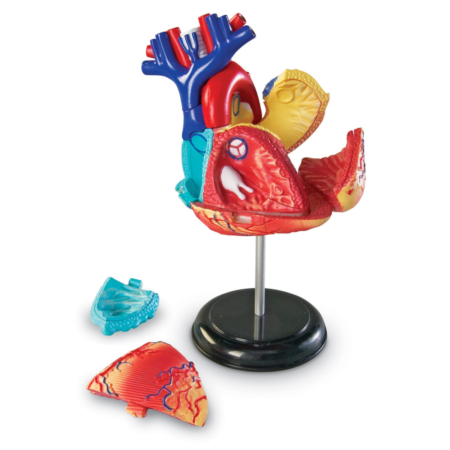 Learning Resources Heart Anatomy Model - Image 3