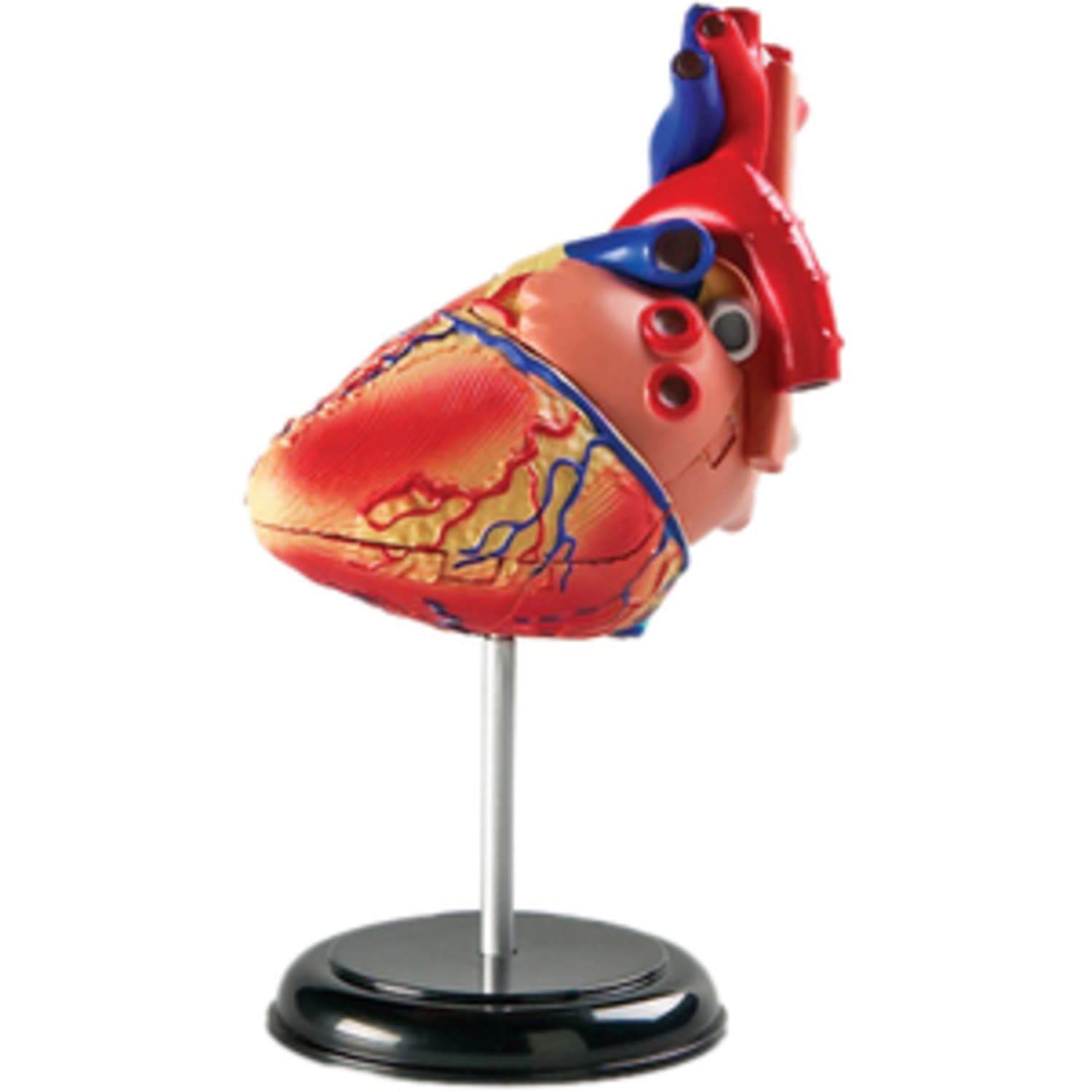 Learning Resources Heart Anatomy Model - Image 6
