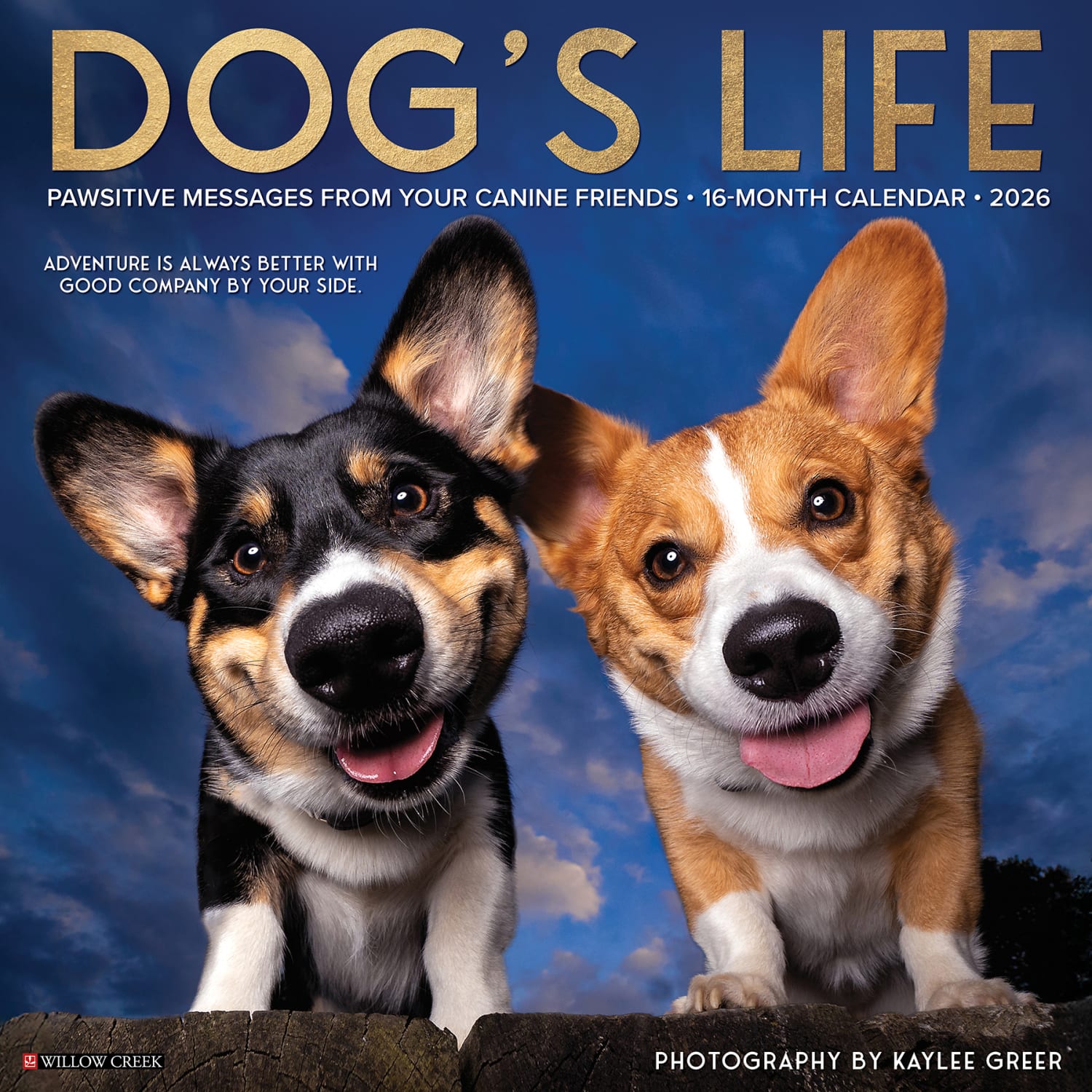 2026 Willow Creek Press Animals Monthly Wall Calendar, 12in x 12in, Dogs Life, January To December, 51009
