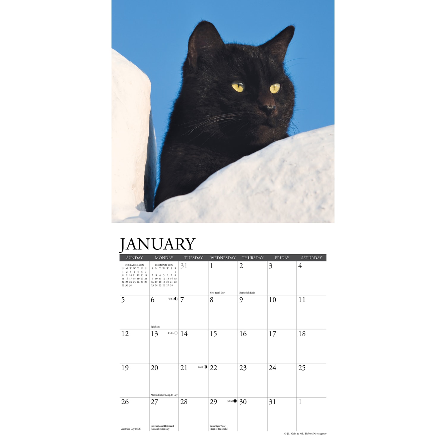 2025 Willow Creek Press Mini Wall Calendar, 7in x 7in, Just Black Cats, January 2025 To December 2025, 45671 - Image 3